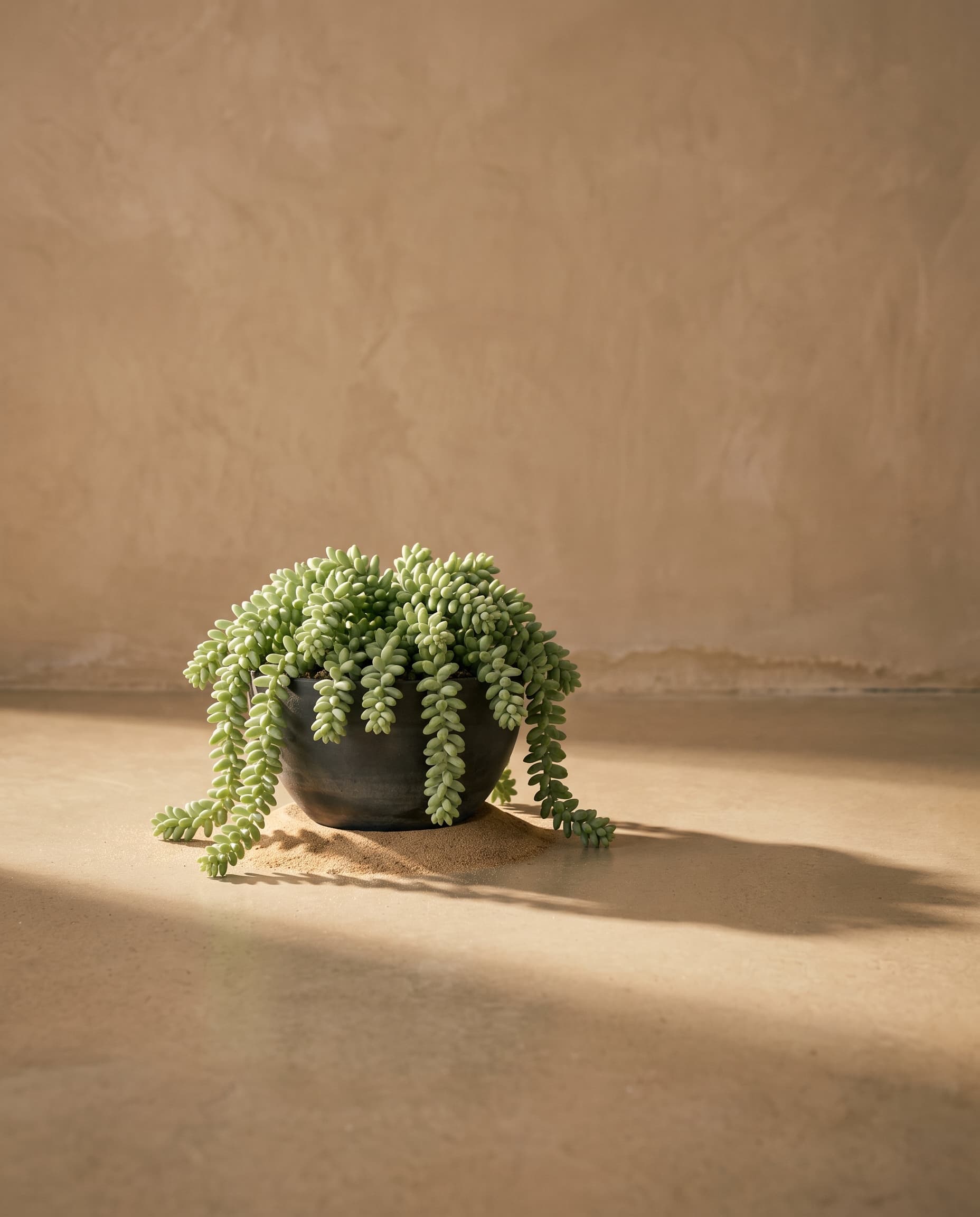 The Artifcical Sedum morganianum Donkey's tail