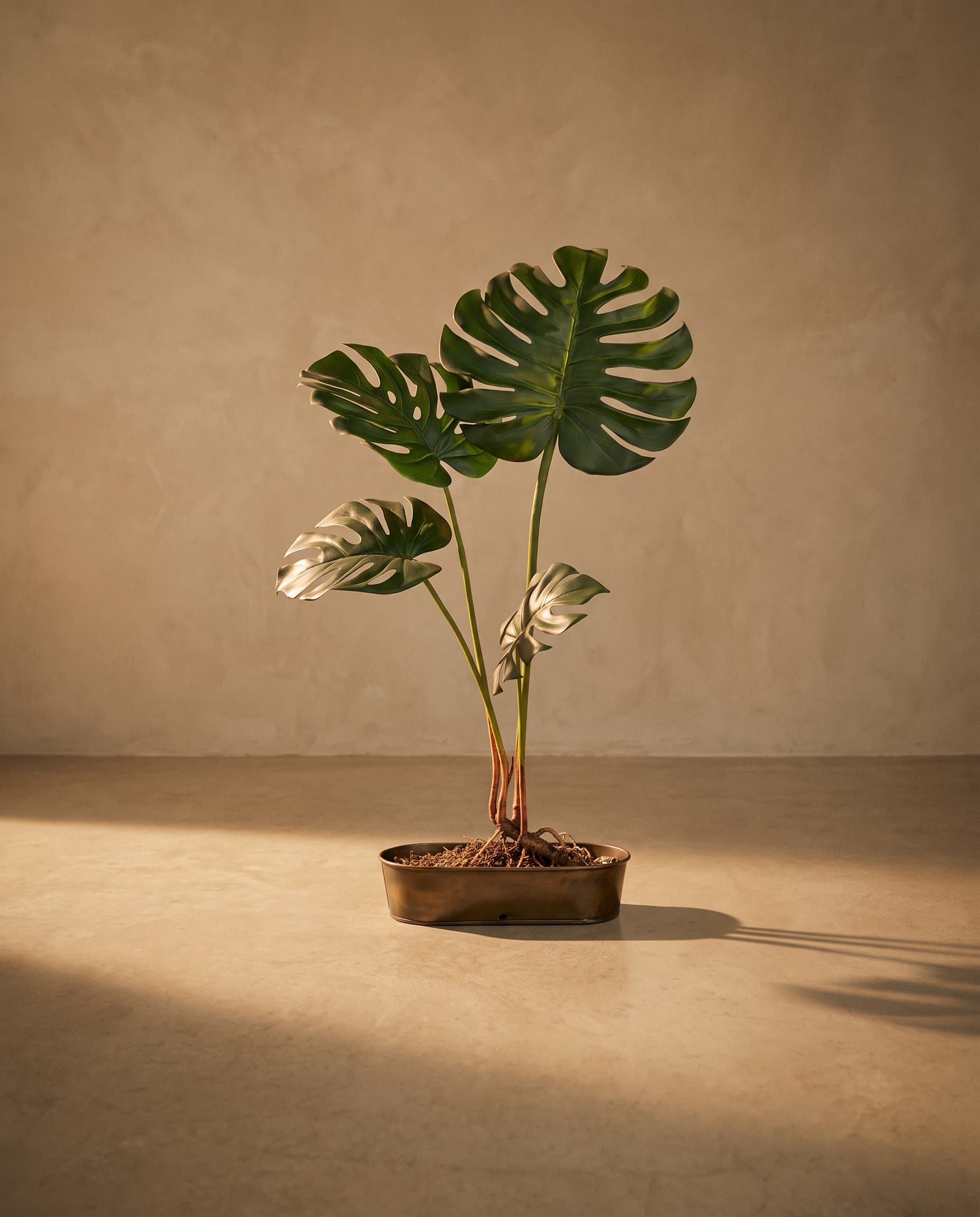 The Monstera bush with 4 leaves and roots