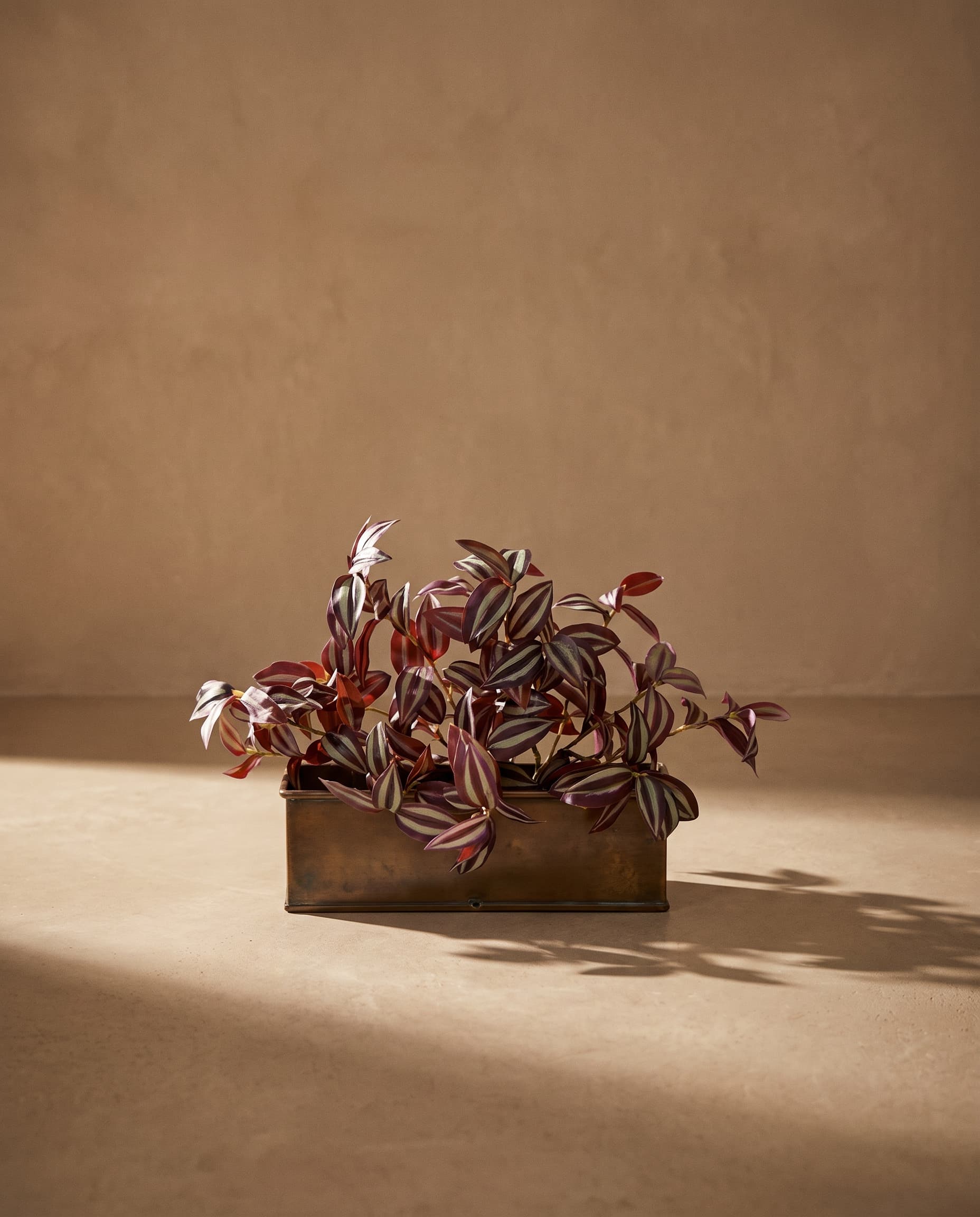 The Tradescantia zebrina