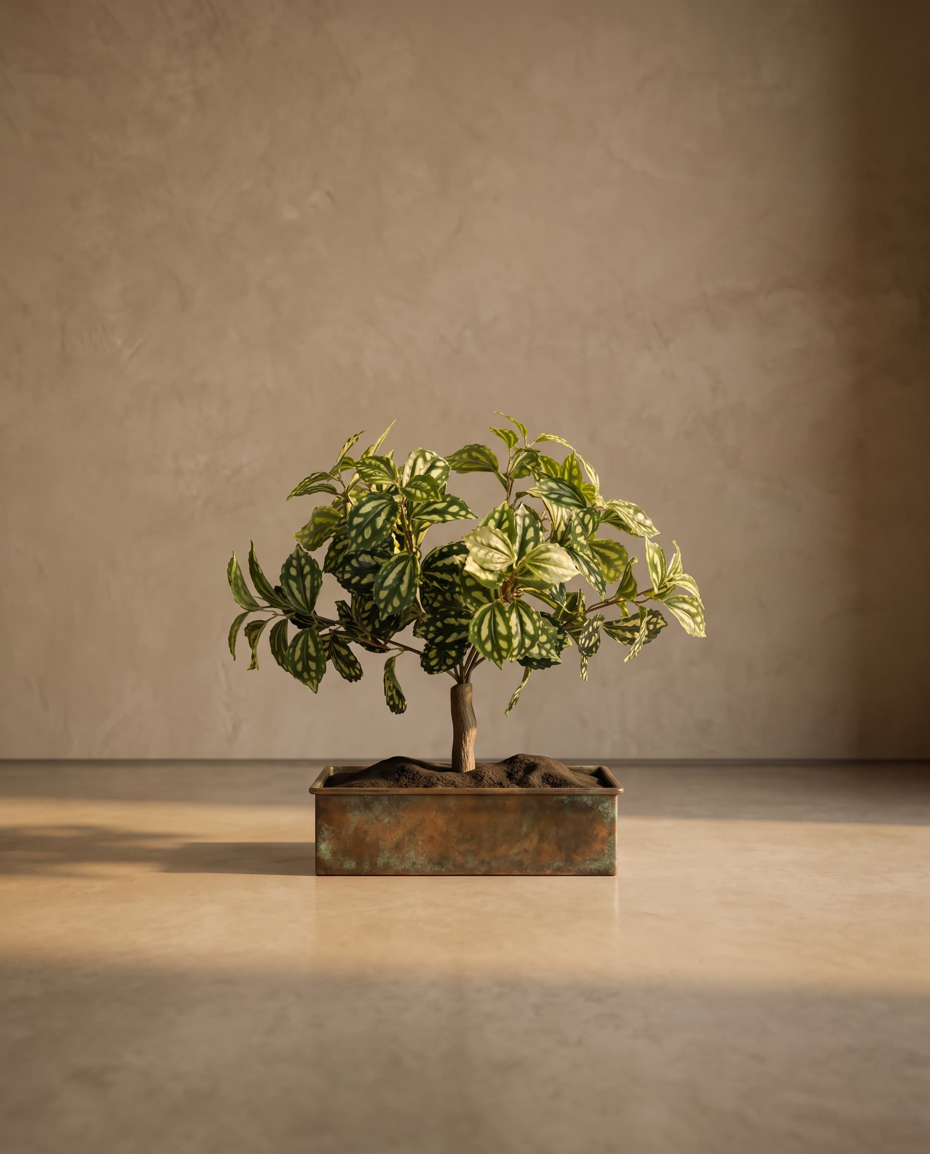 The Pilea