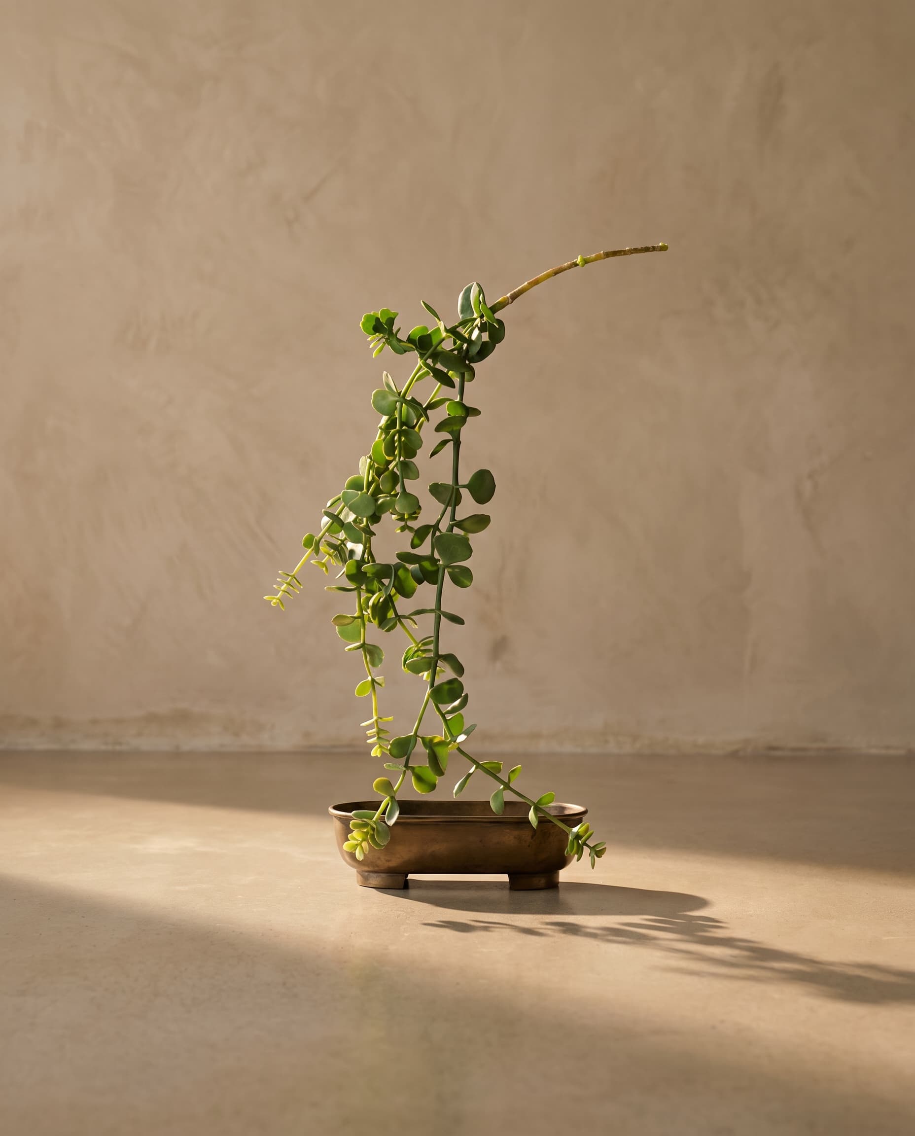 The Portulacaria afra (Crassula) hanging plant