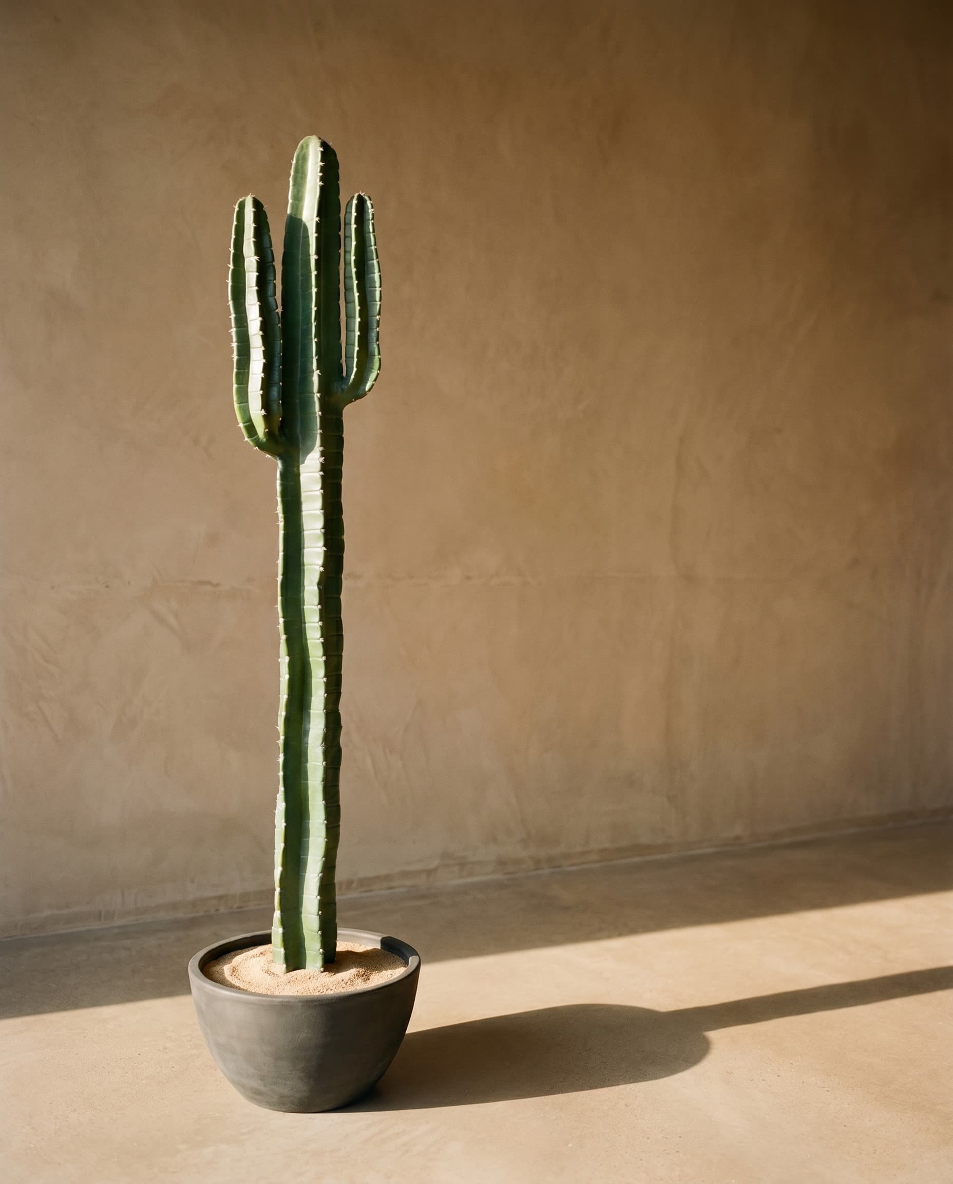 The Cereus Column · 1.41m