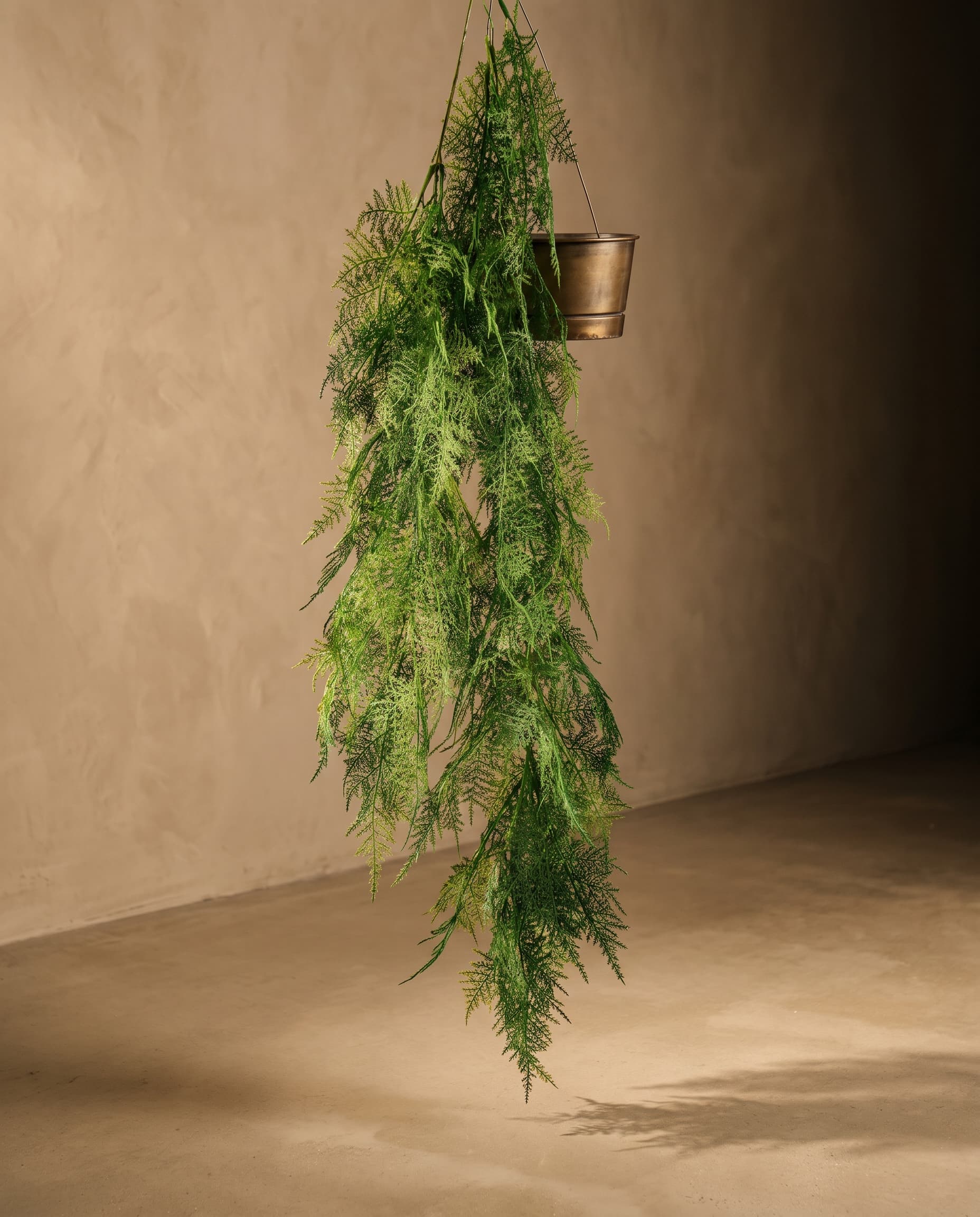 The hanging Asparagus Cirrus new