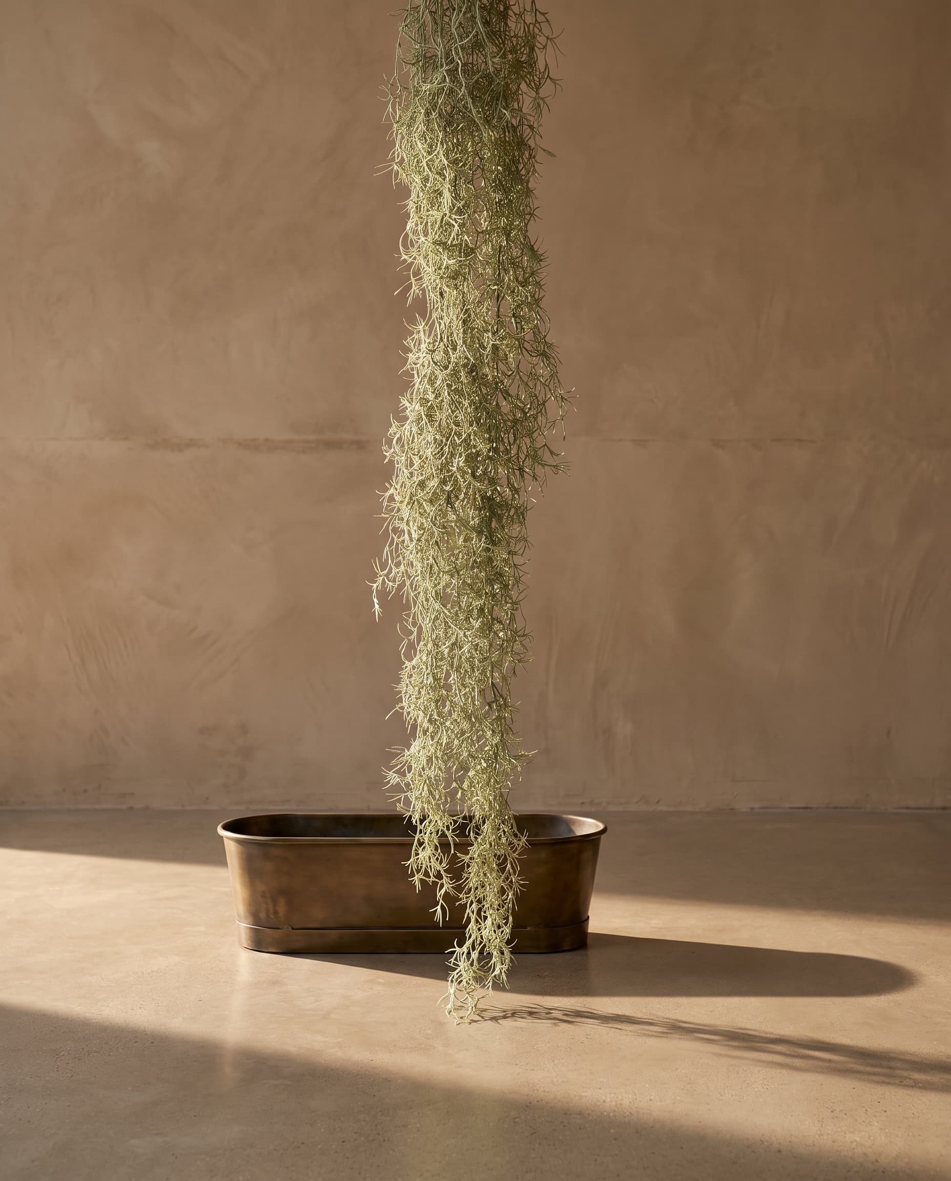 The Tillandsia usneoides (Spanish moss)