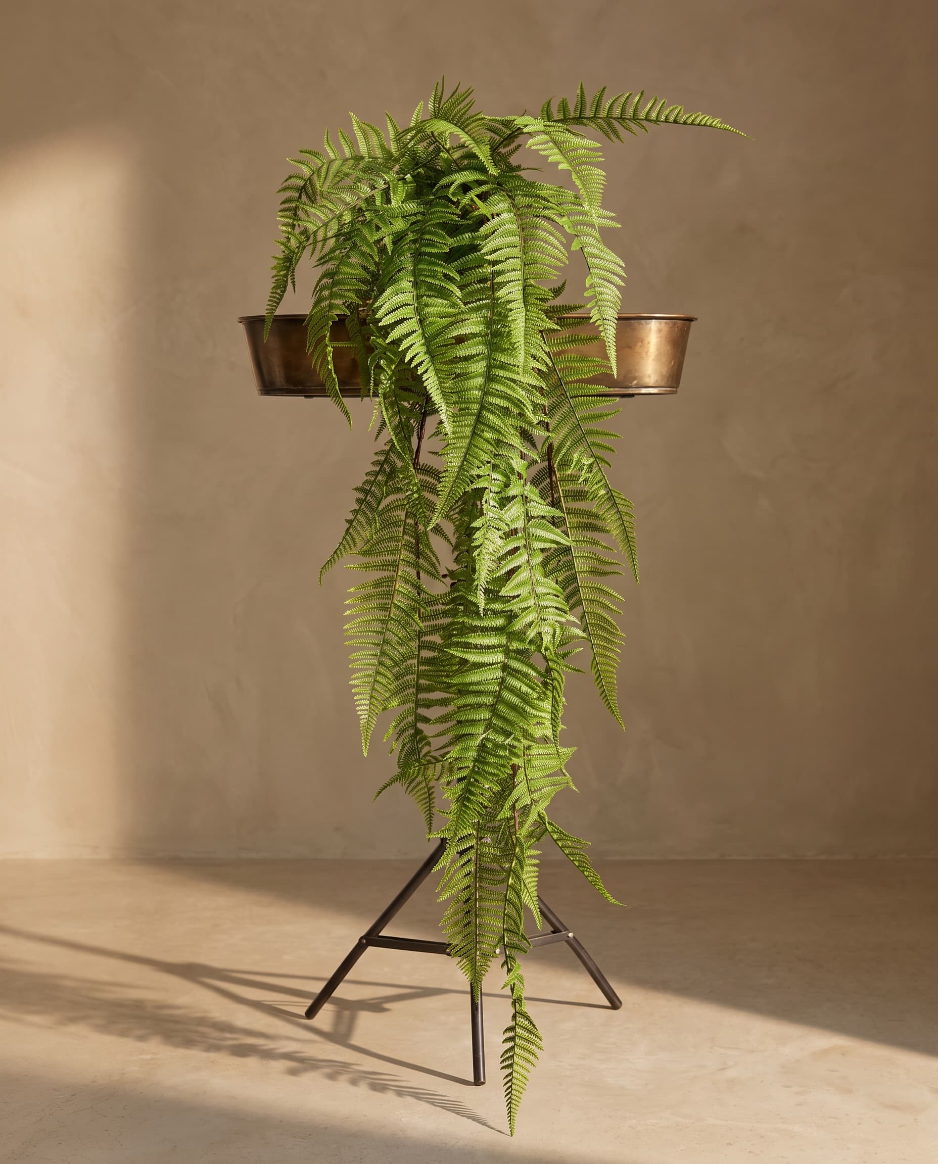 The Polystichum lonchitis · 1.17m
