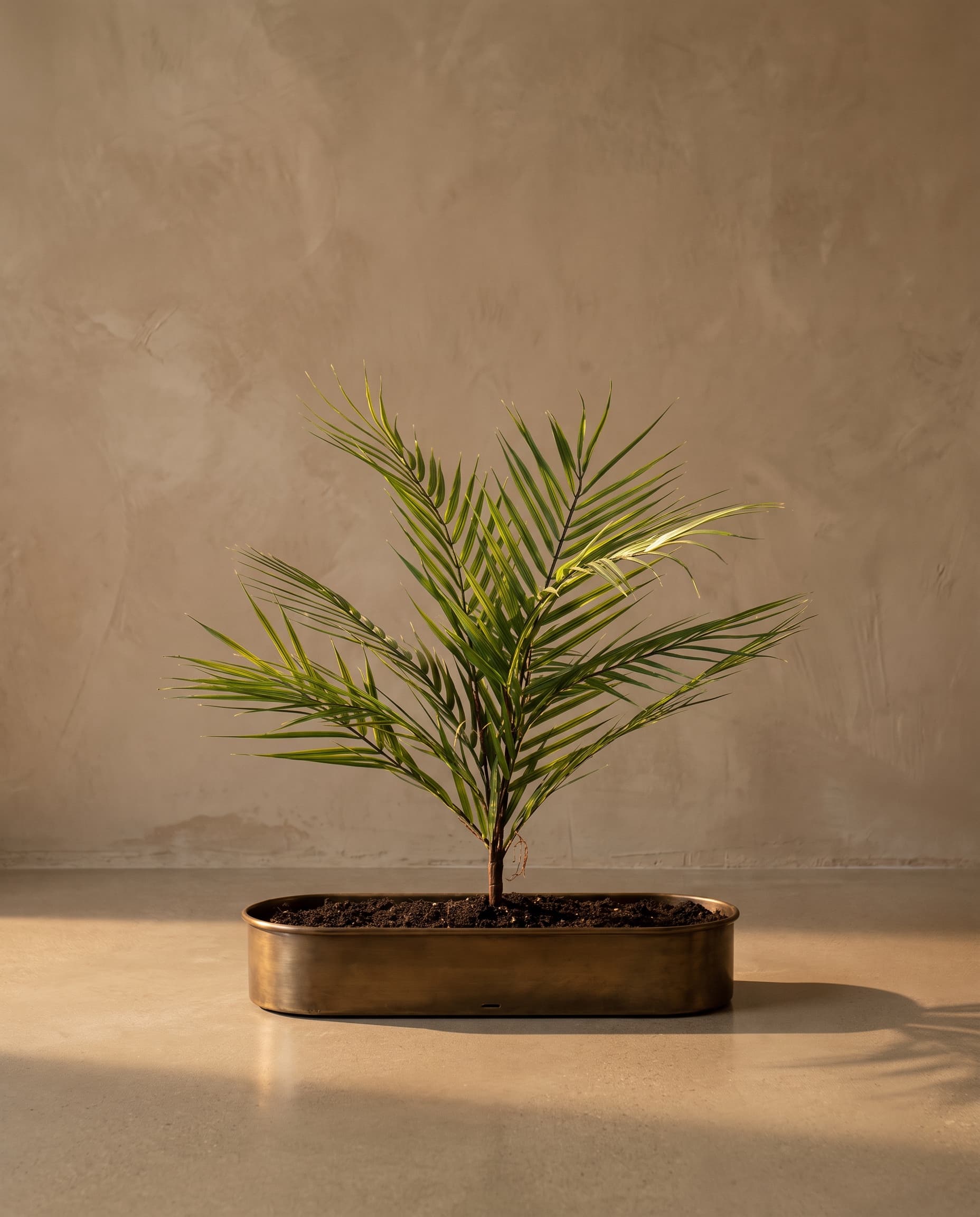 The Areca palm bunch