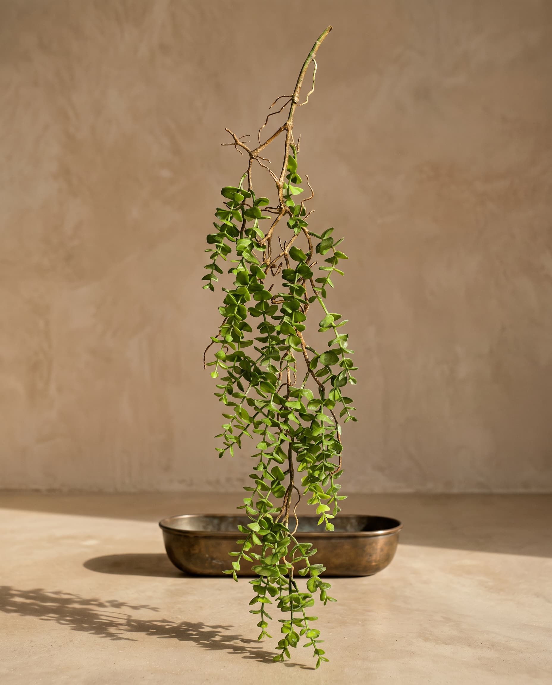 The Hanging Portulacaria