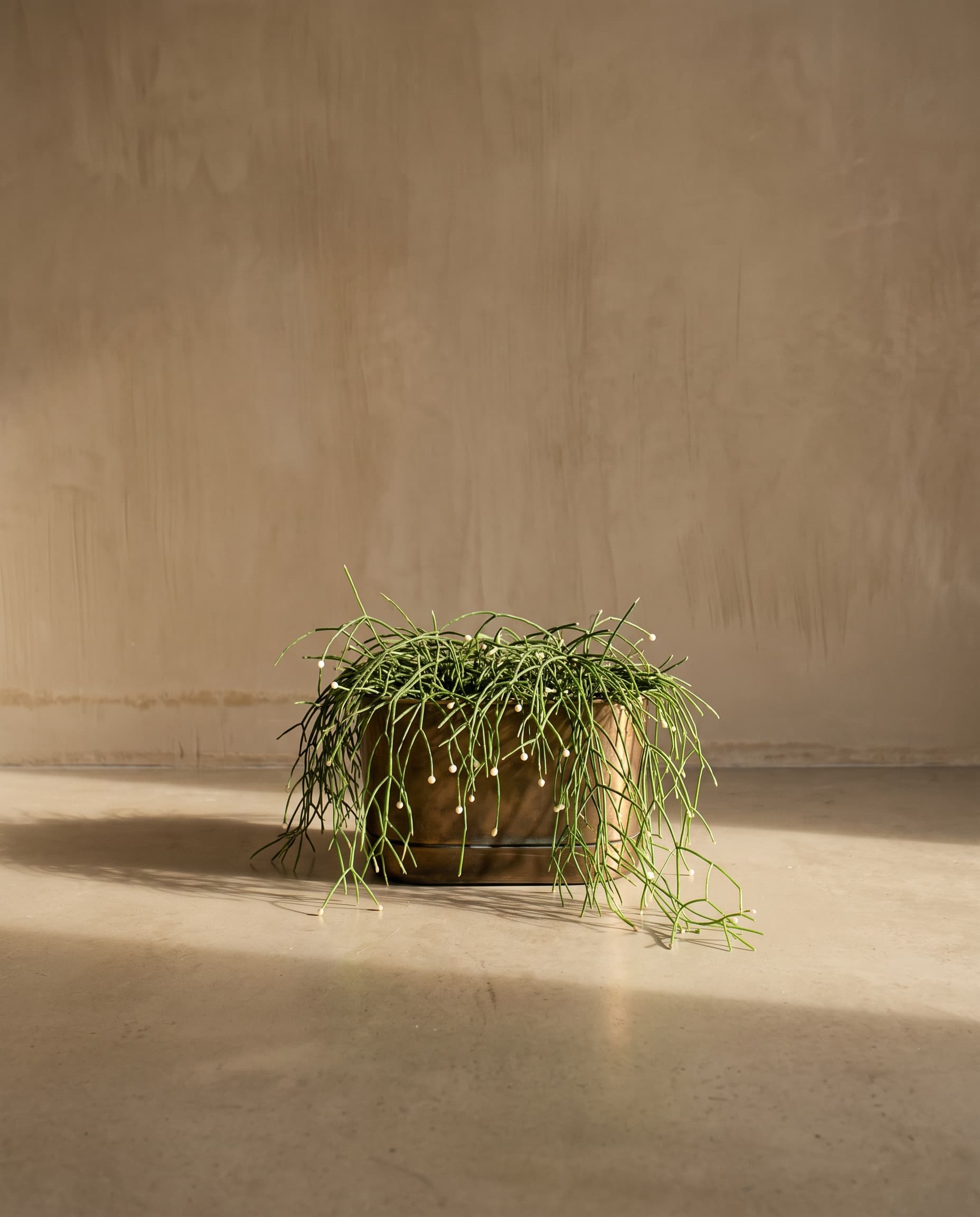 The Rhipsalis baccifera