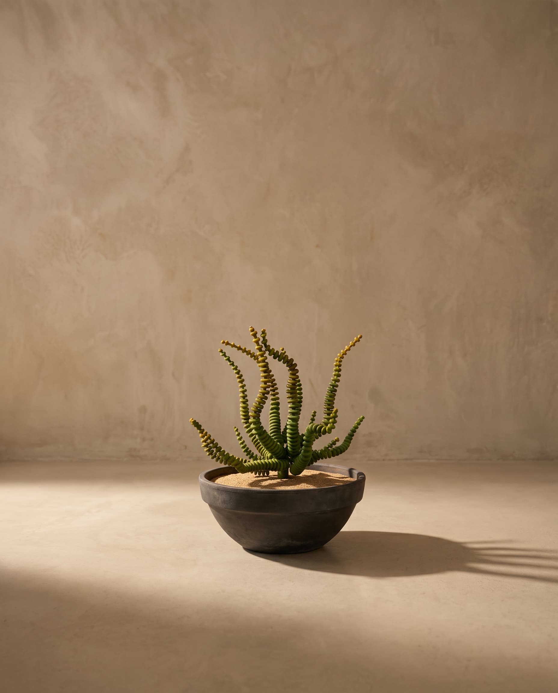 The Medusa's Head Succulent
