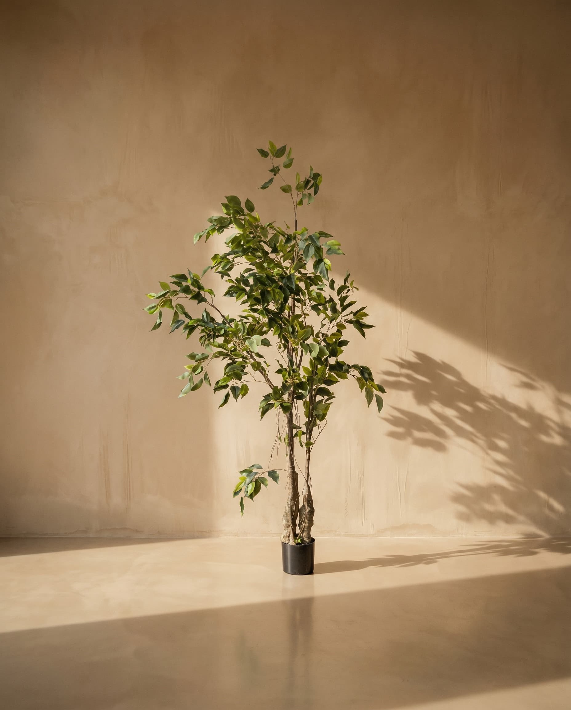 The Weeping Ficus · 1.5m