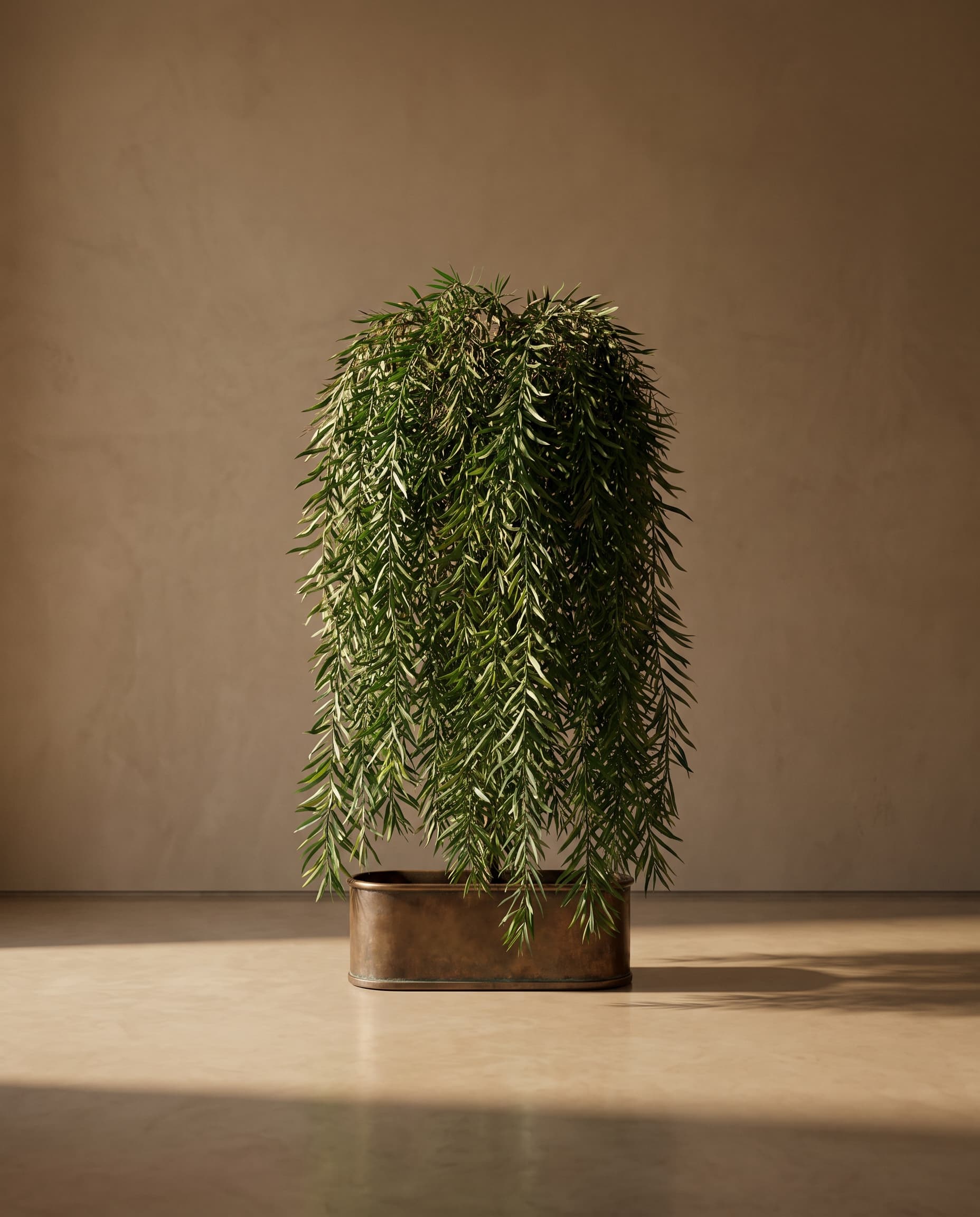 The Afrocarpus graclior