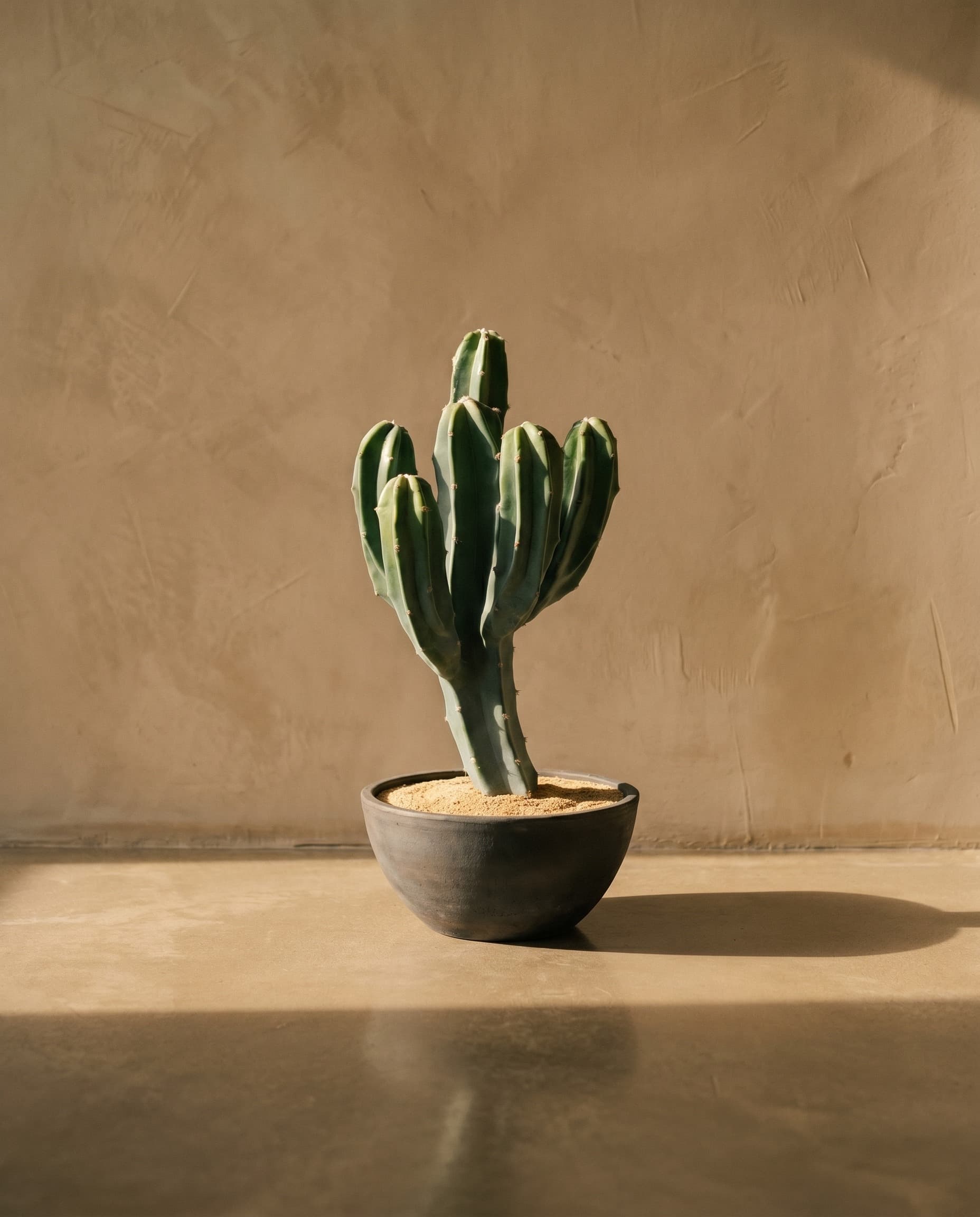 The Cereus Column · 43cm