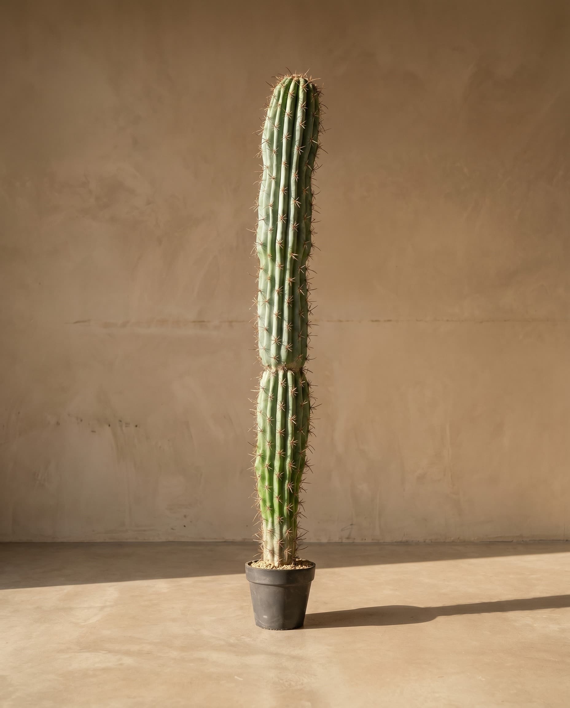 The Cereus Column · 1.5m