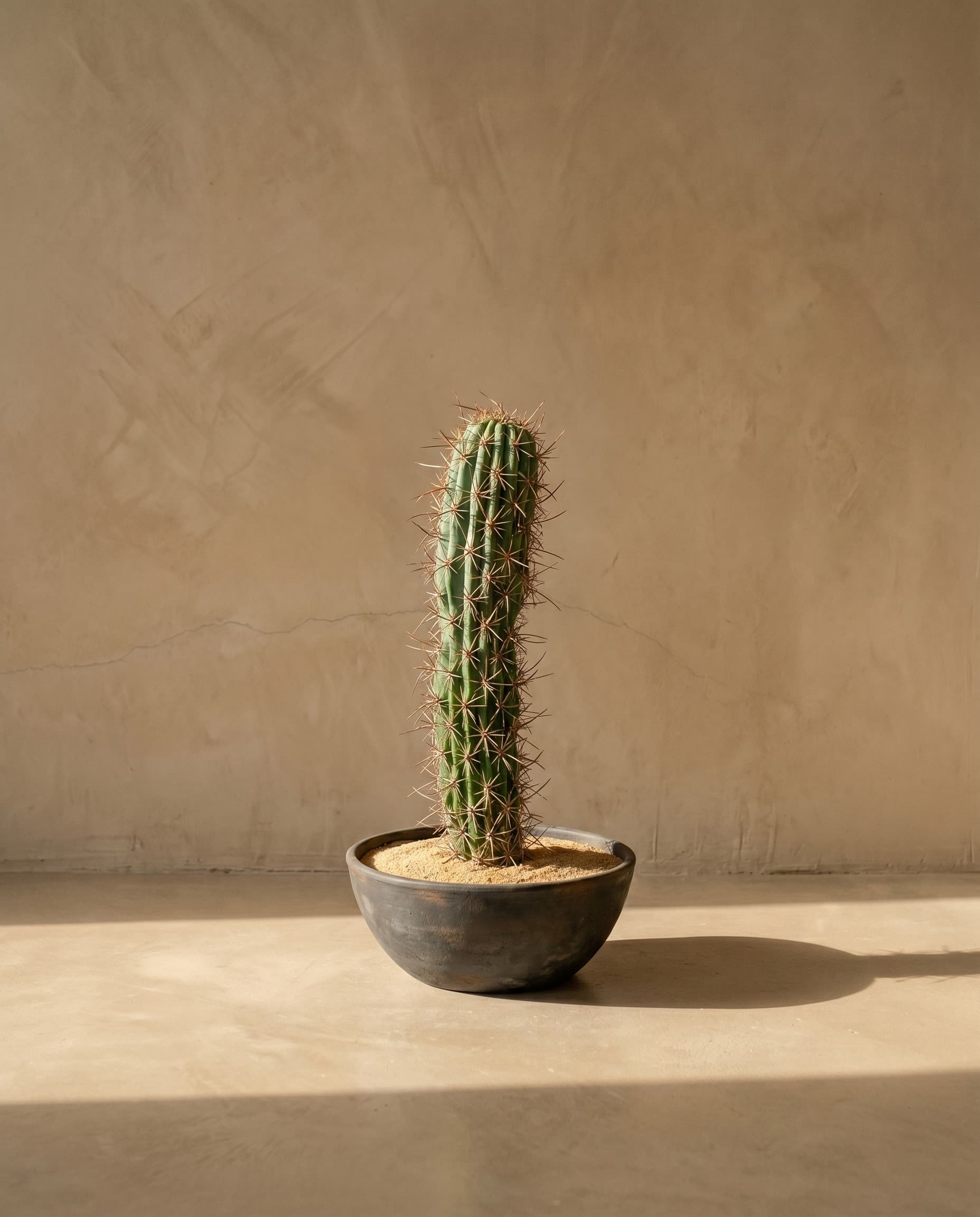 The Cereus Column · 50cm