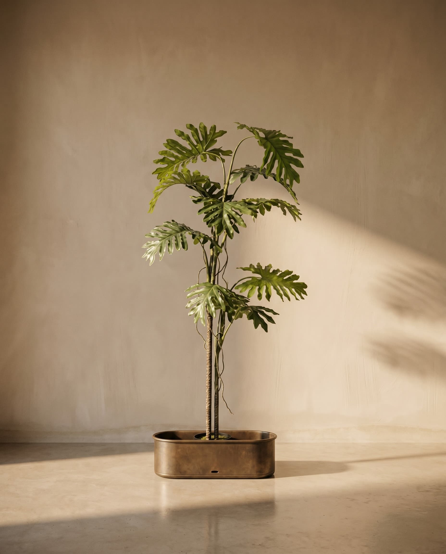 The Philodendron Liana · 2m