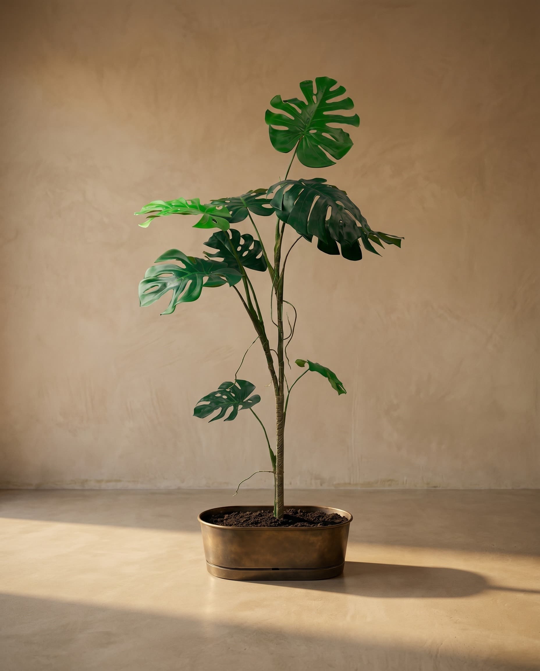 The Monstera Liana · 1.68m
