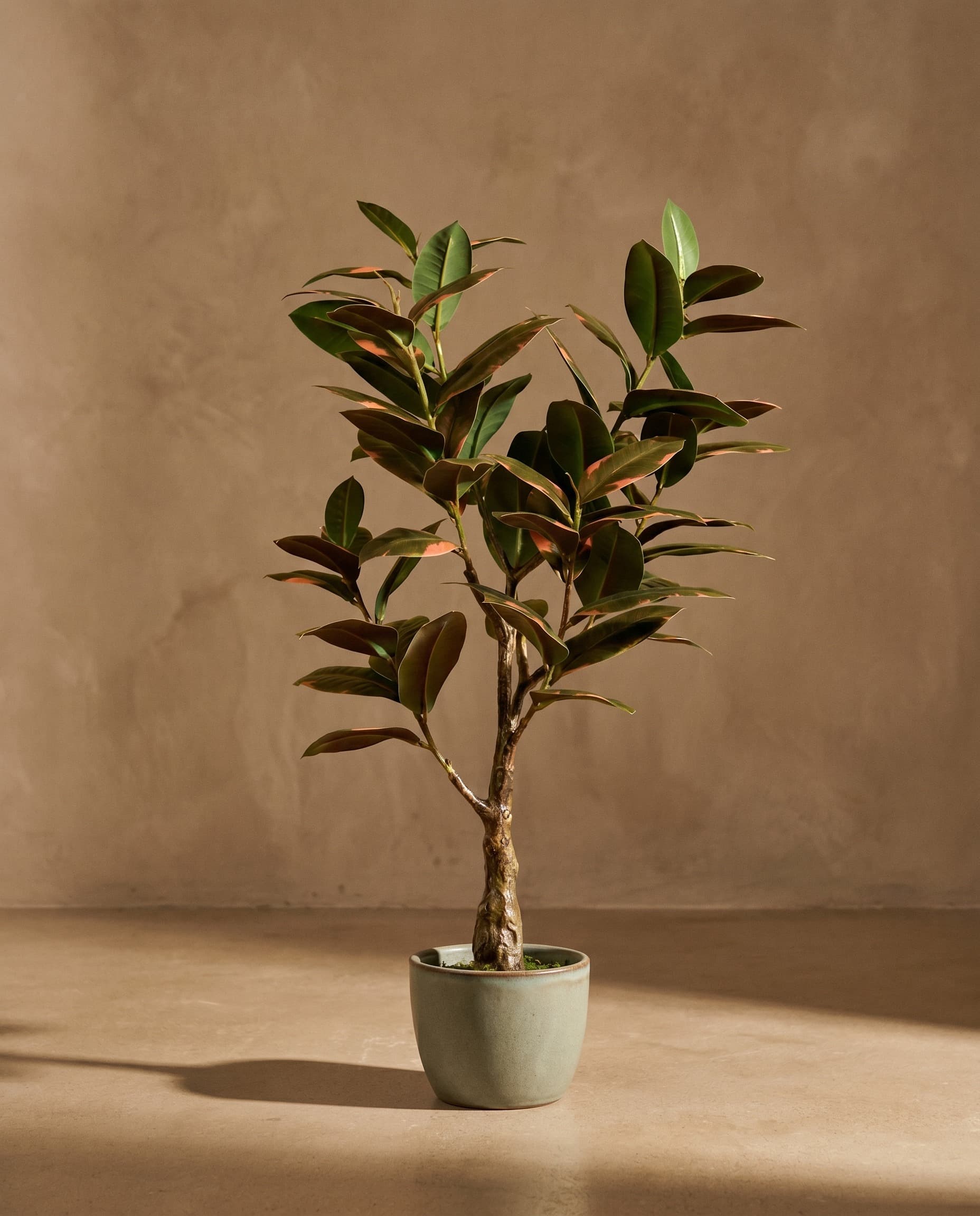 The Rubber Ficus · 75cm