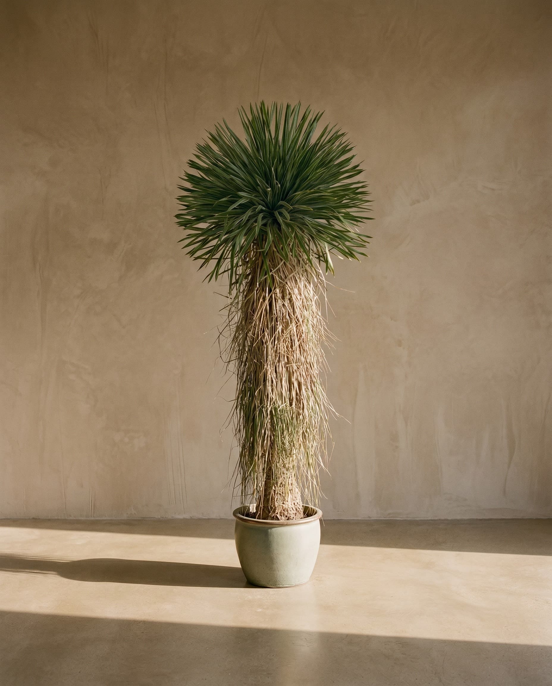 The Yucca Rostrata · 1.5m