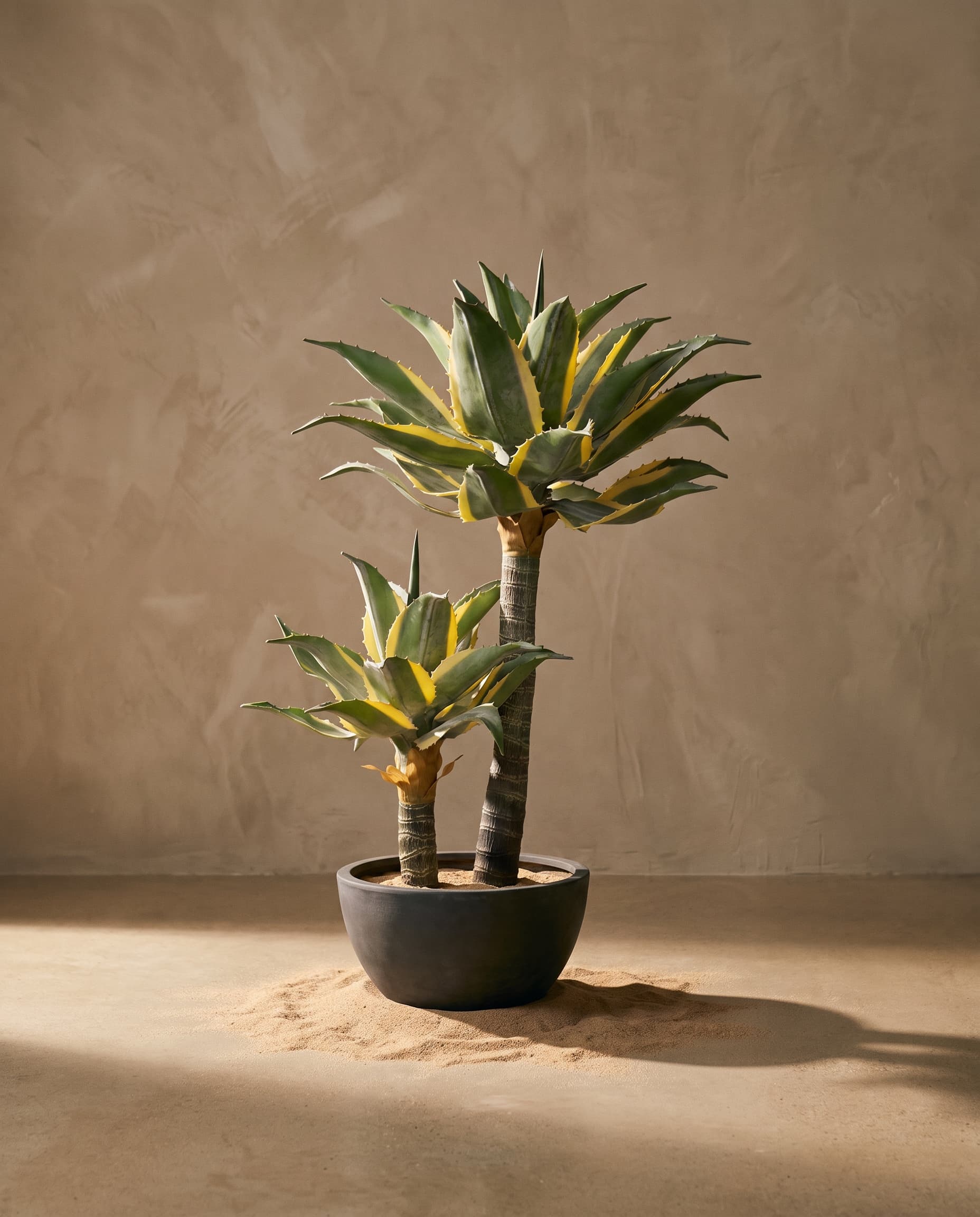 The Yucca