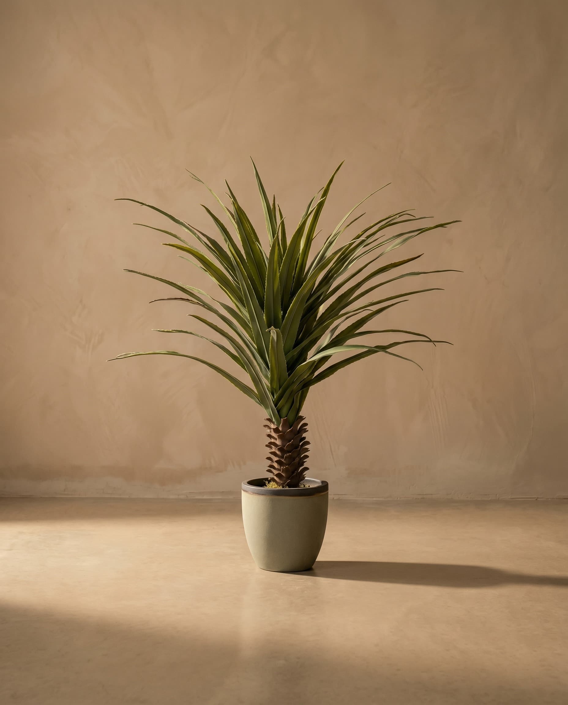 The Pandanus · 1.4m
