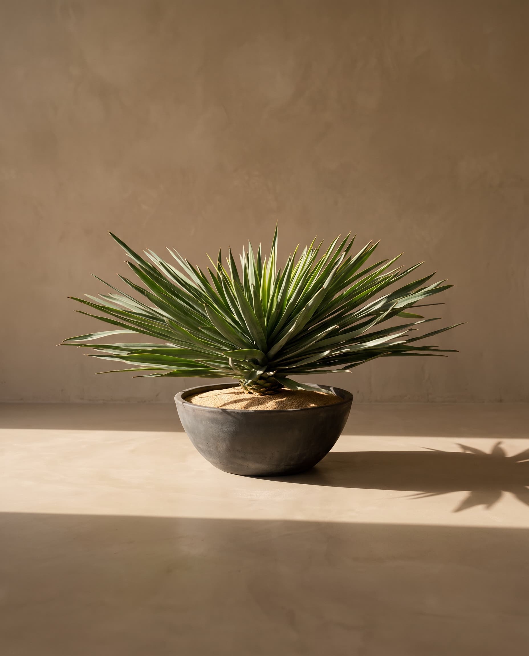 The Yucca
