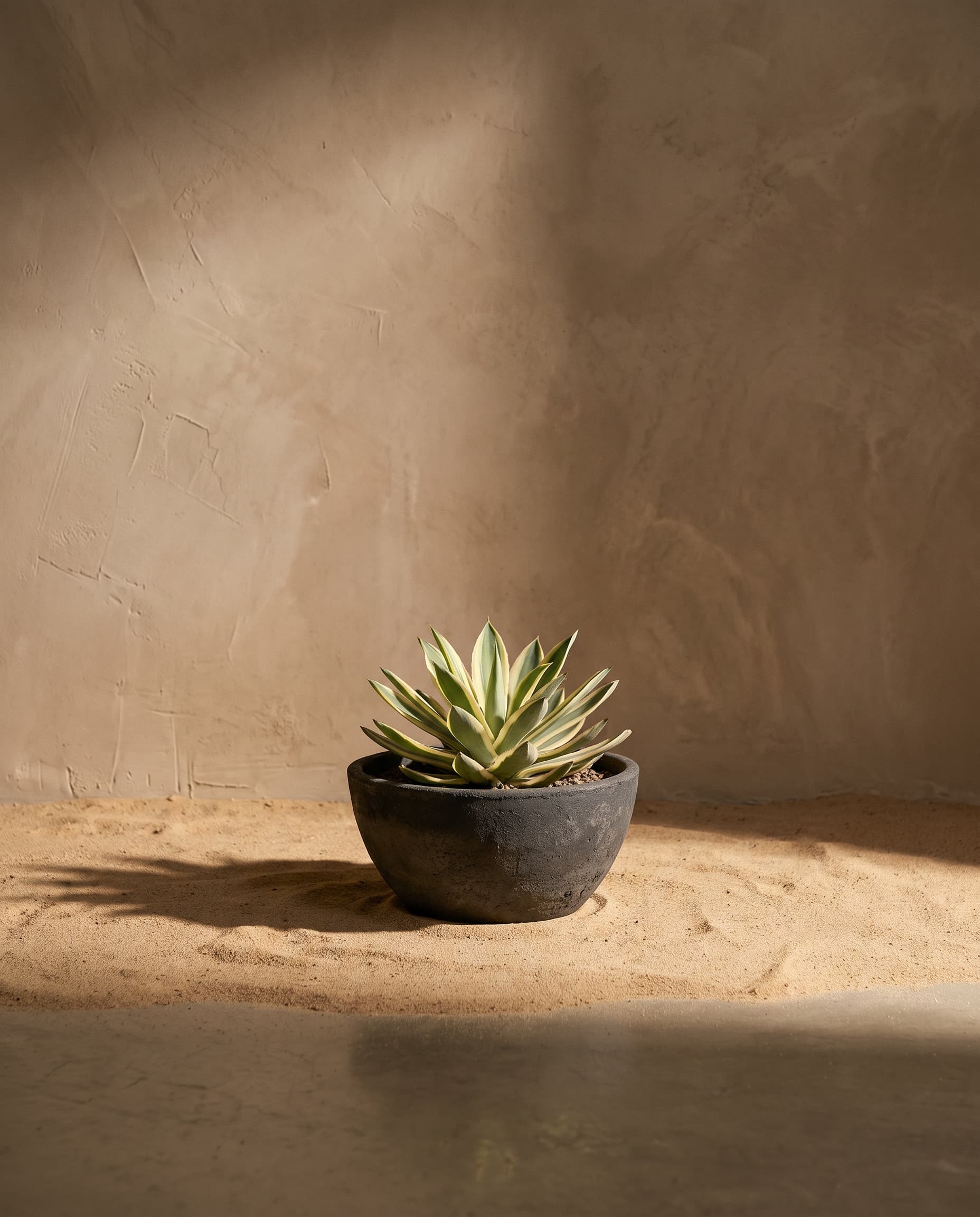 The Agave small