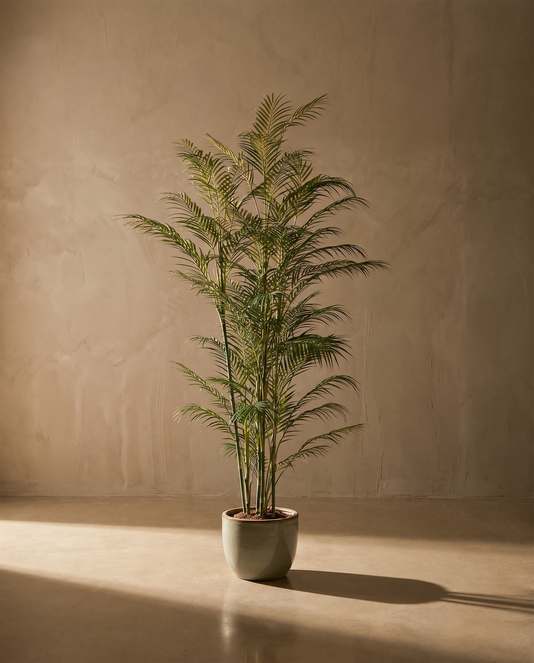 The Areca Palm · 1.8m