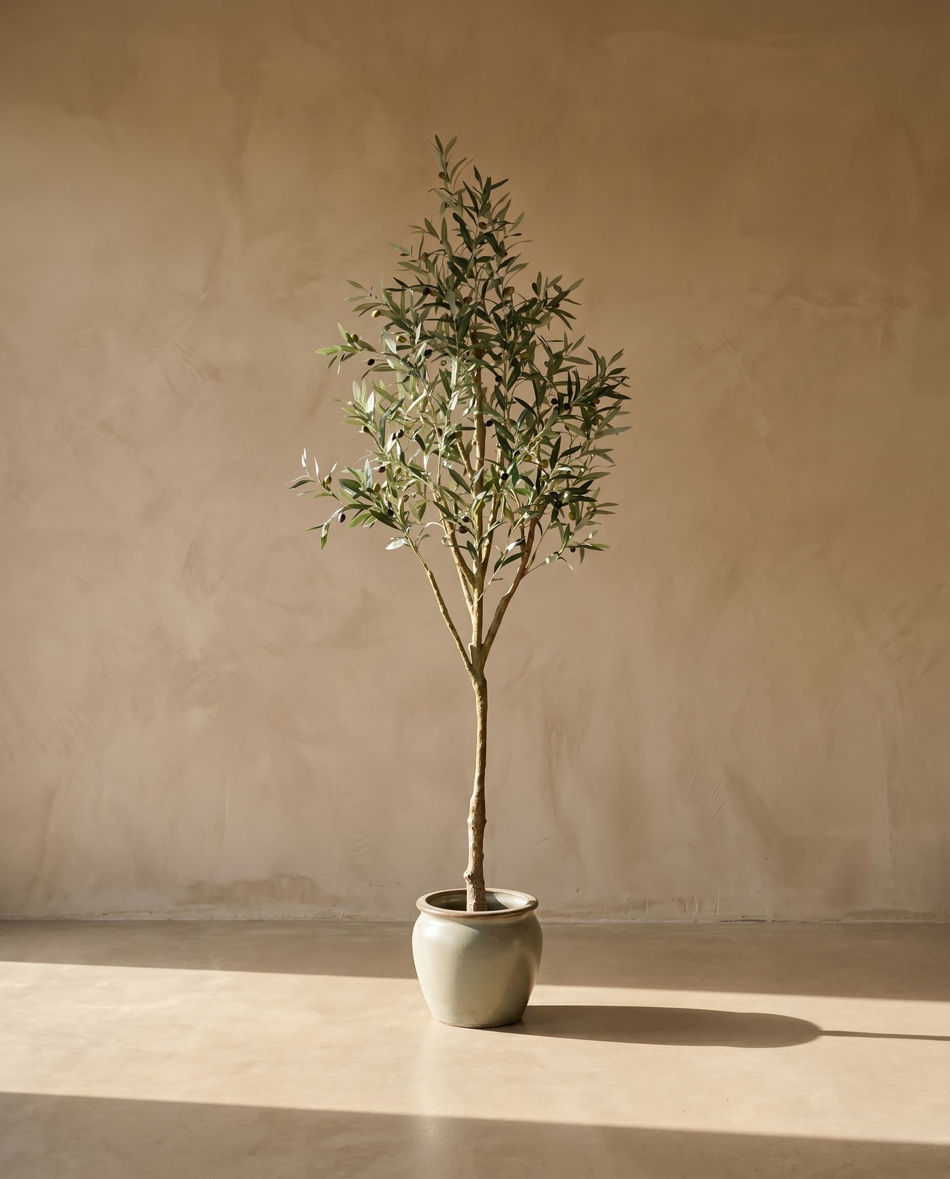 The Olive · 2.4m