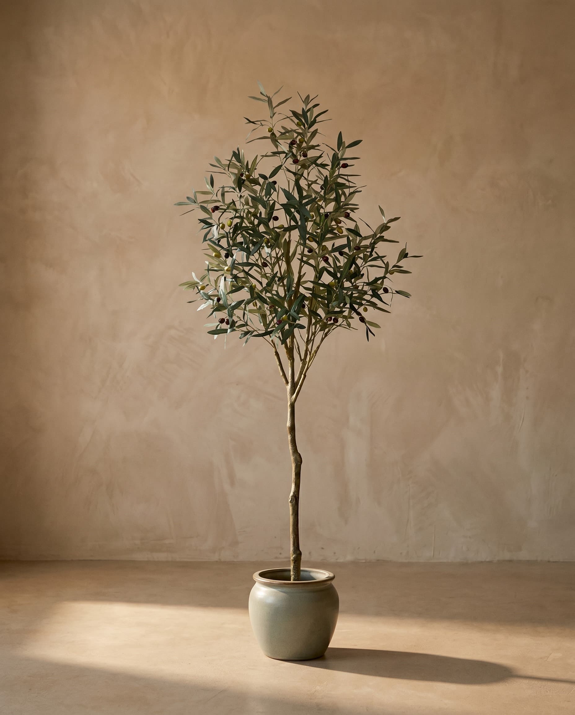 The Olive · 1.8m