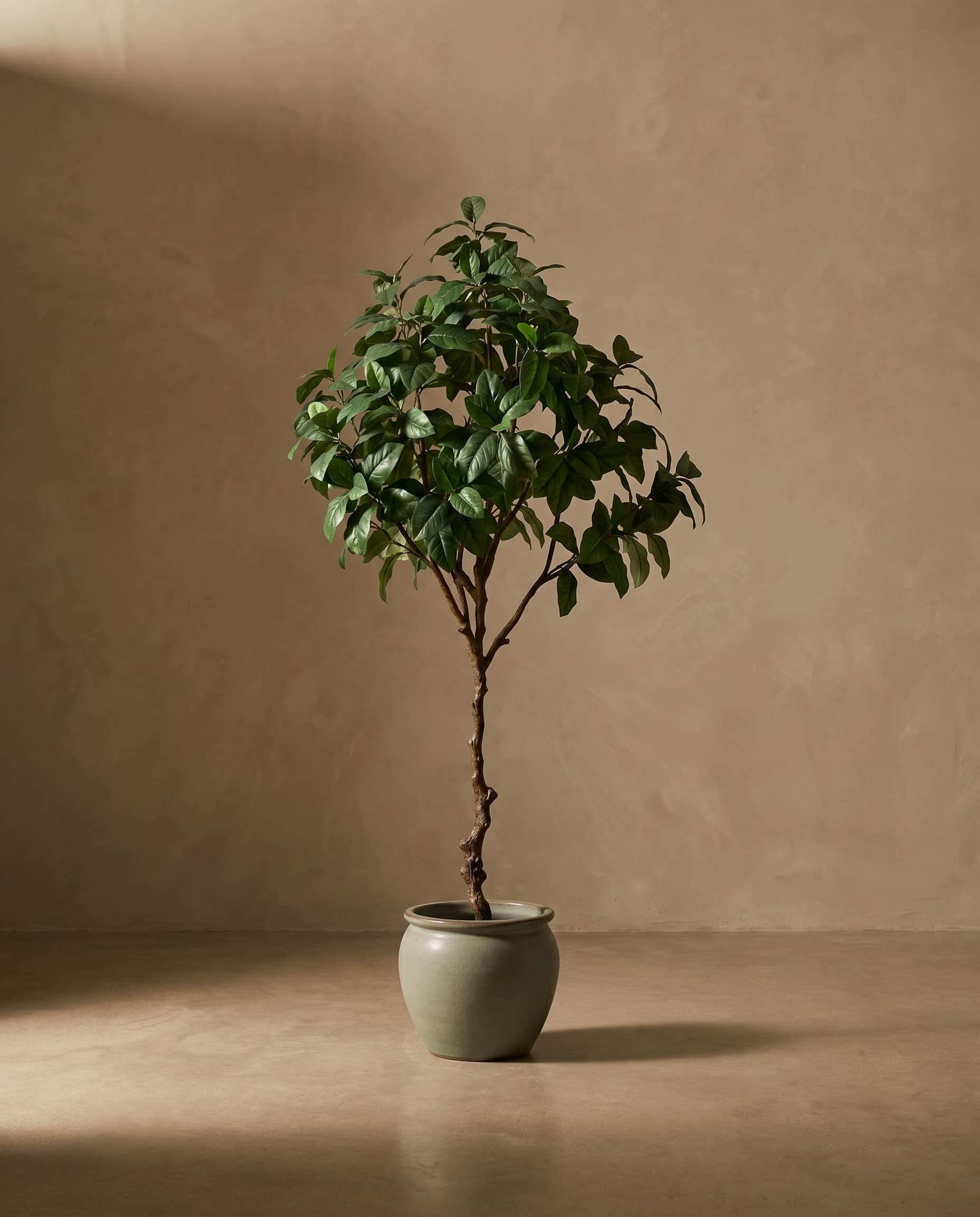 The Ficus · 2.1m