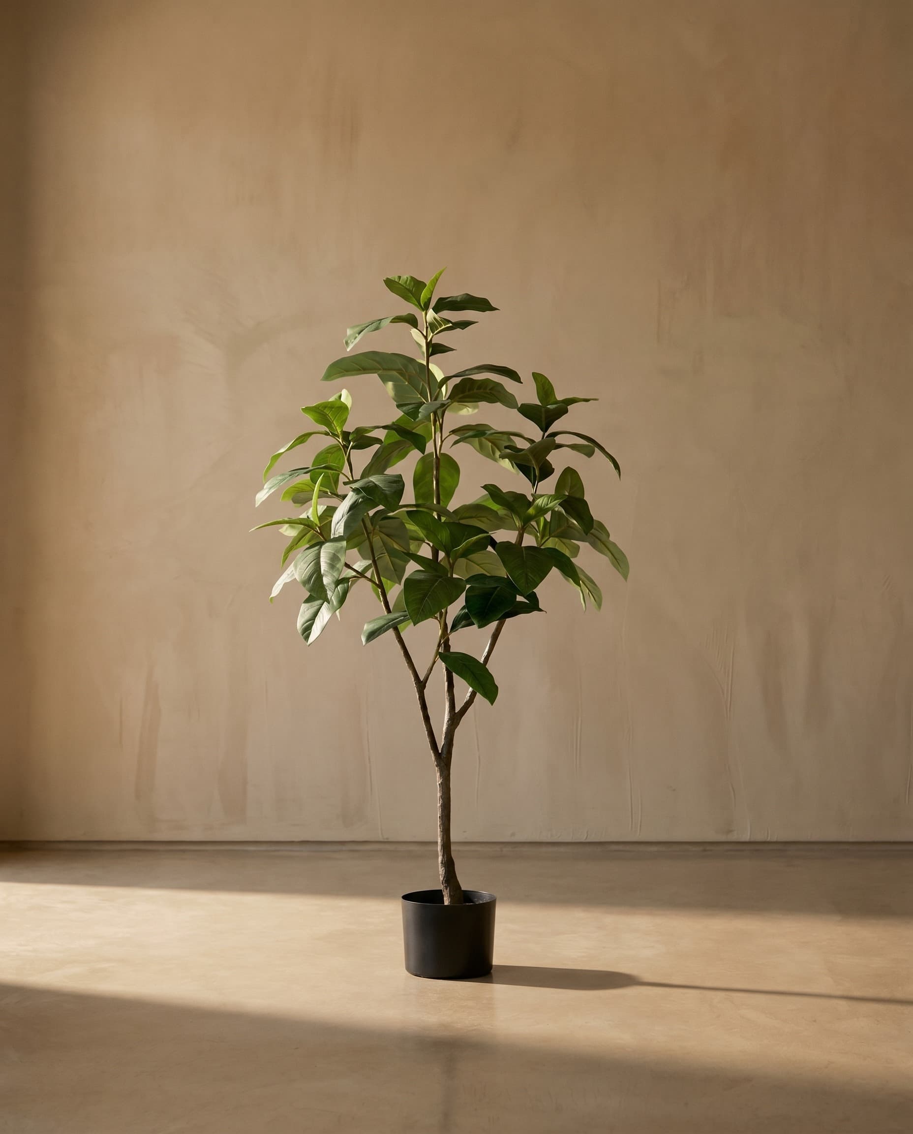 The Ficus · 1.2m