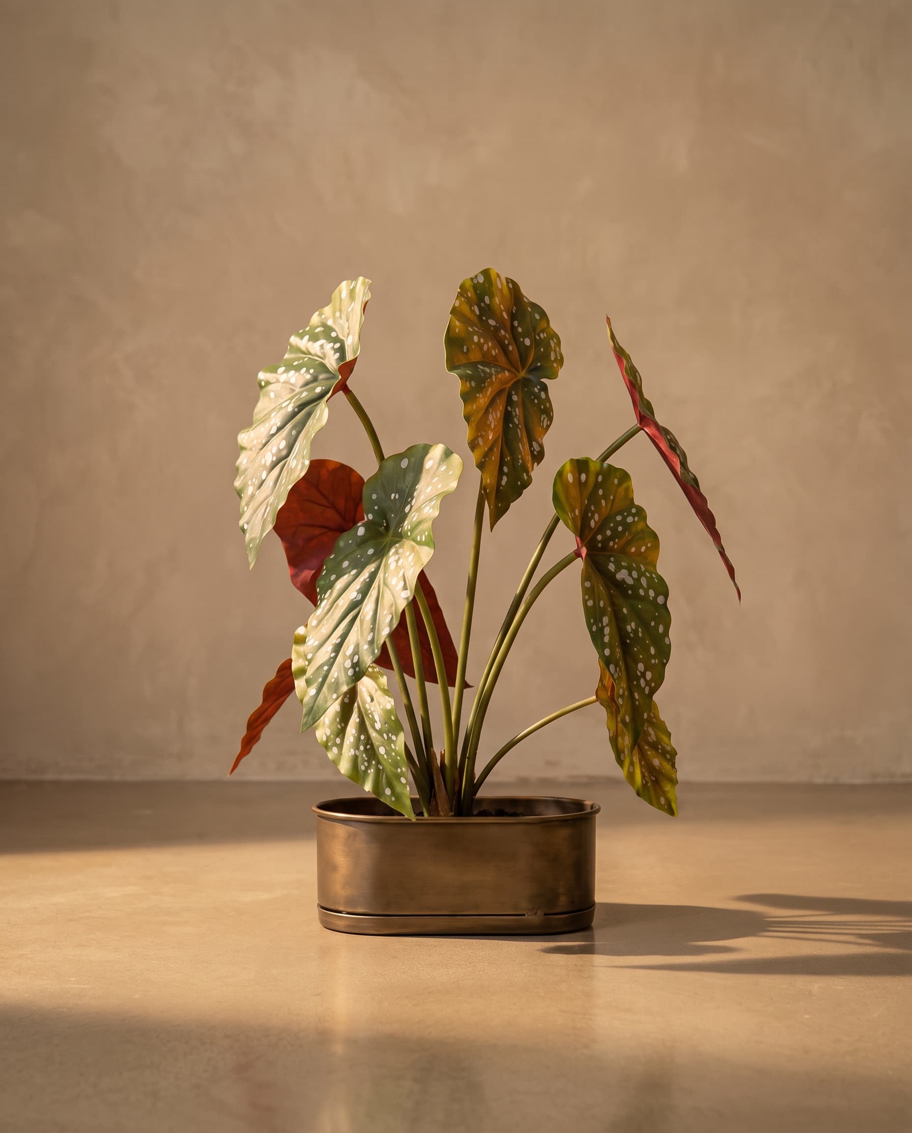 The Begonia Maculata bush of 9 leaves