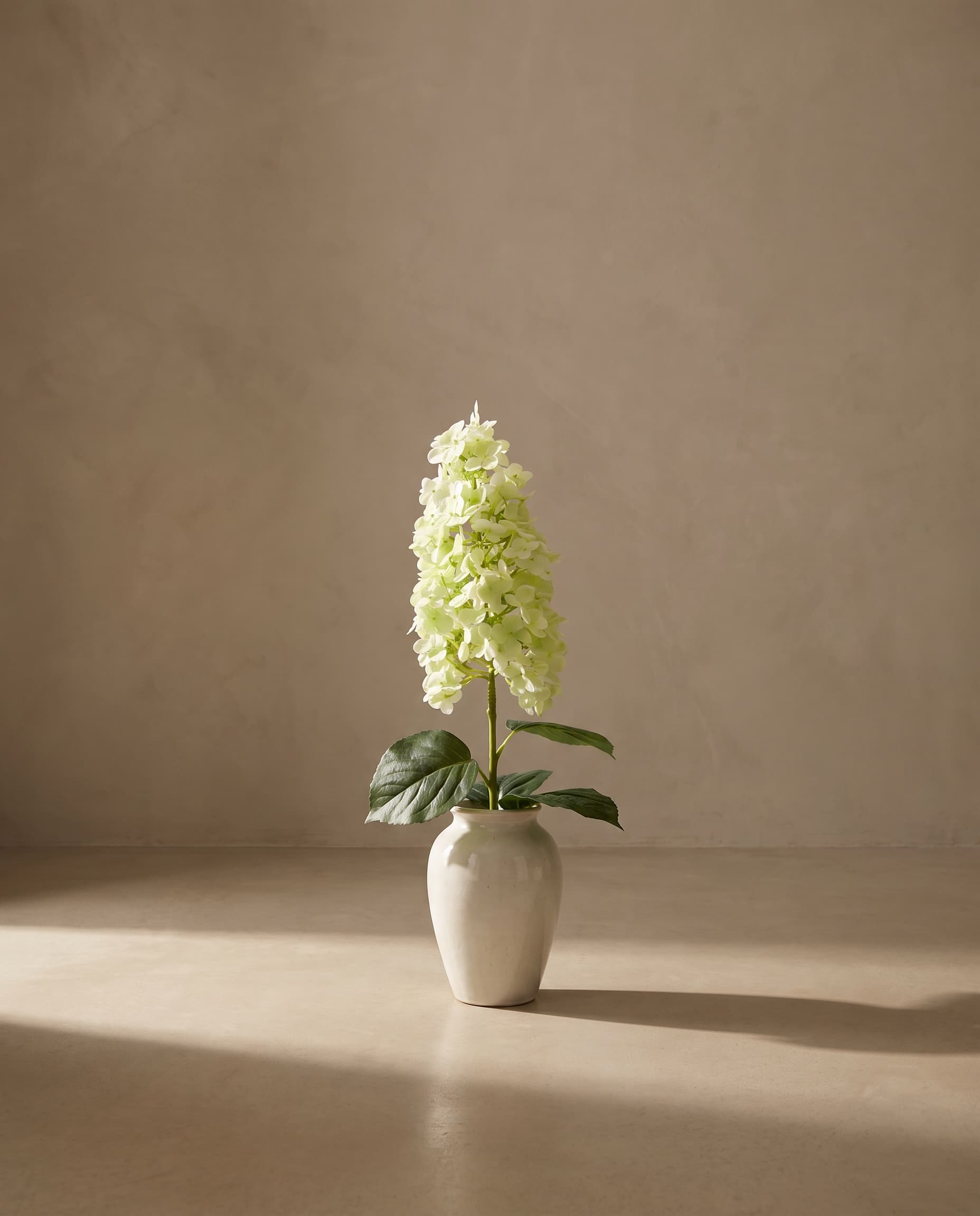 The Hydrangea paniculata on the stem