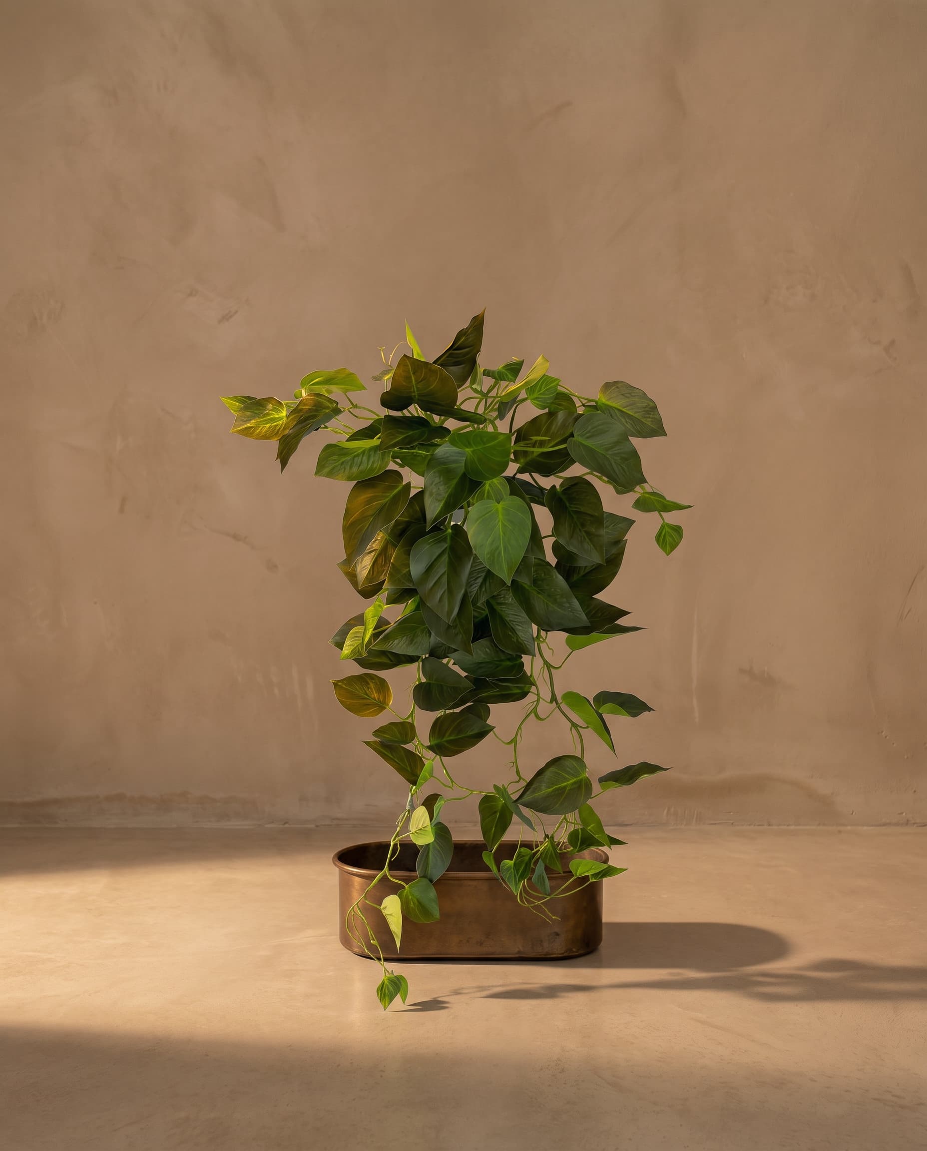The Scindapsus Jade