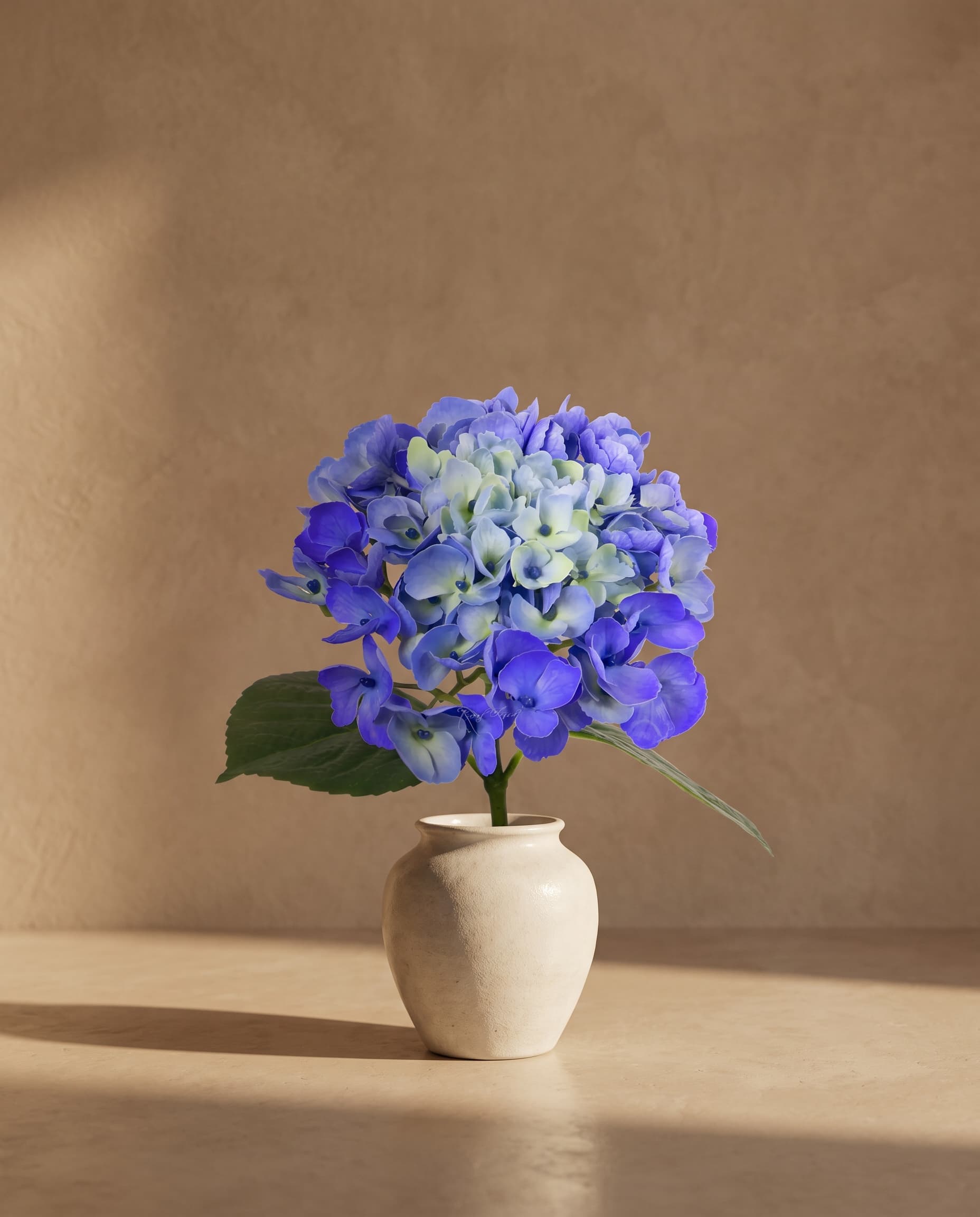 The Hydrangea macrophylla on the stem