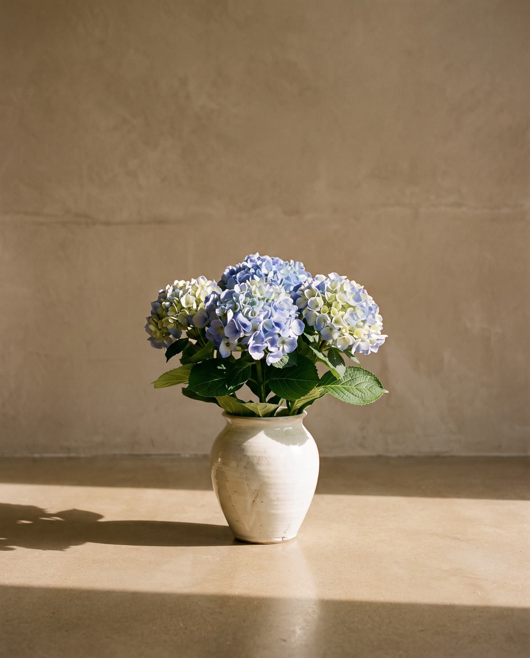 The Hydrangea macrophylla on the stem