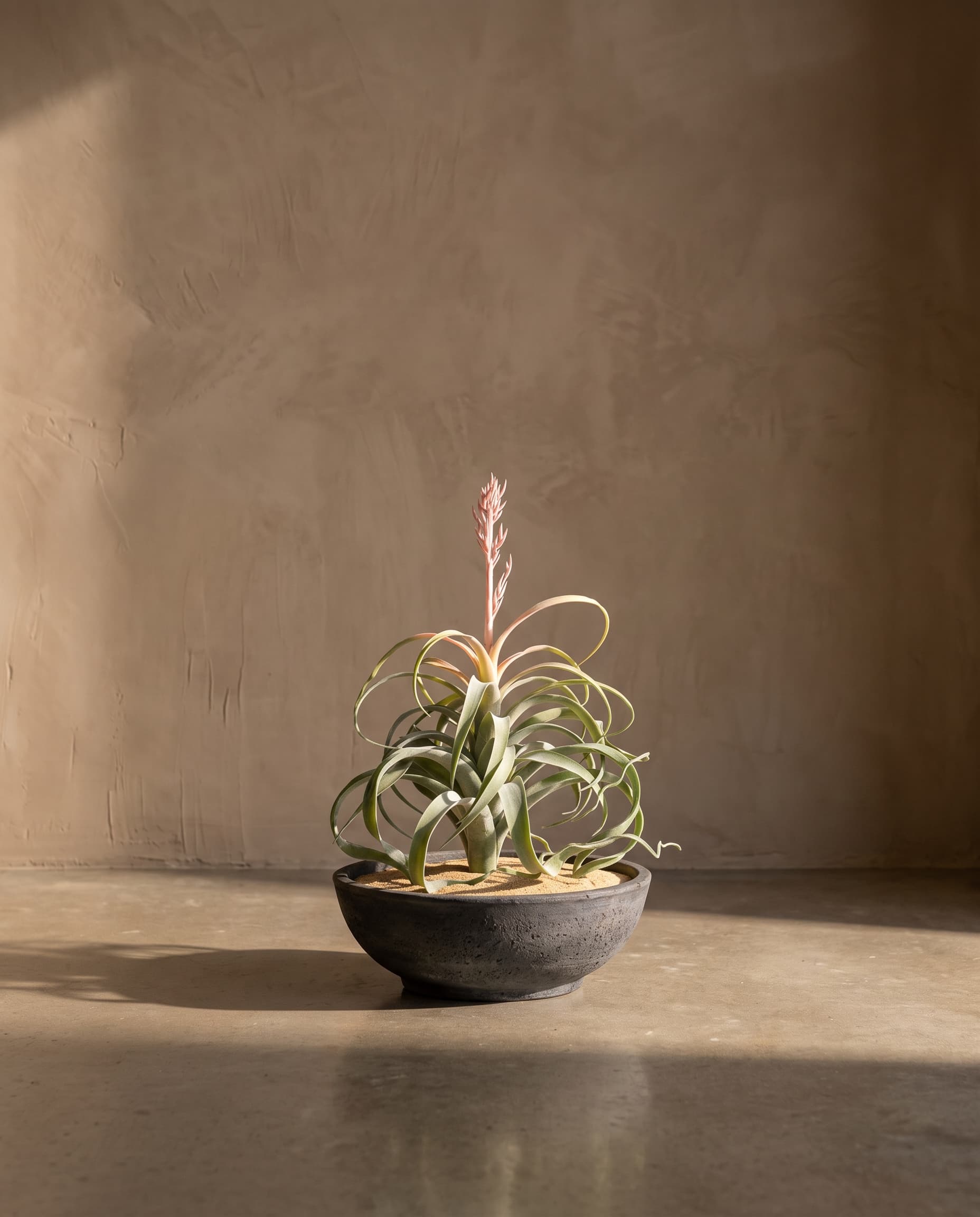 The Tillandsia Xerographica Air plant in bloom