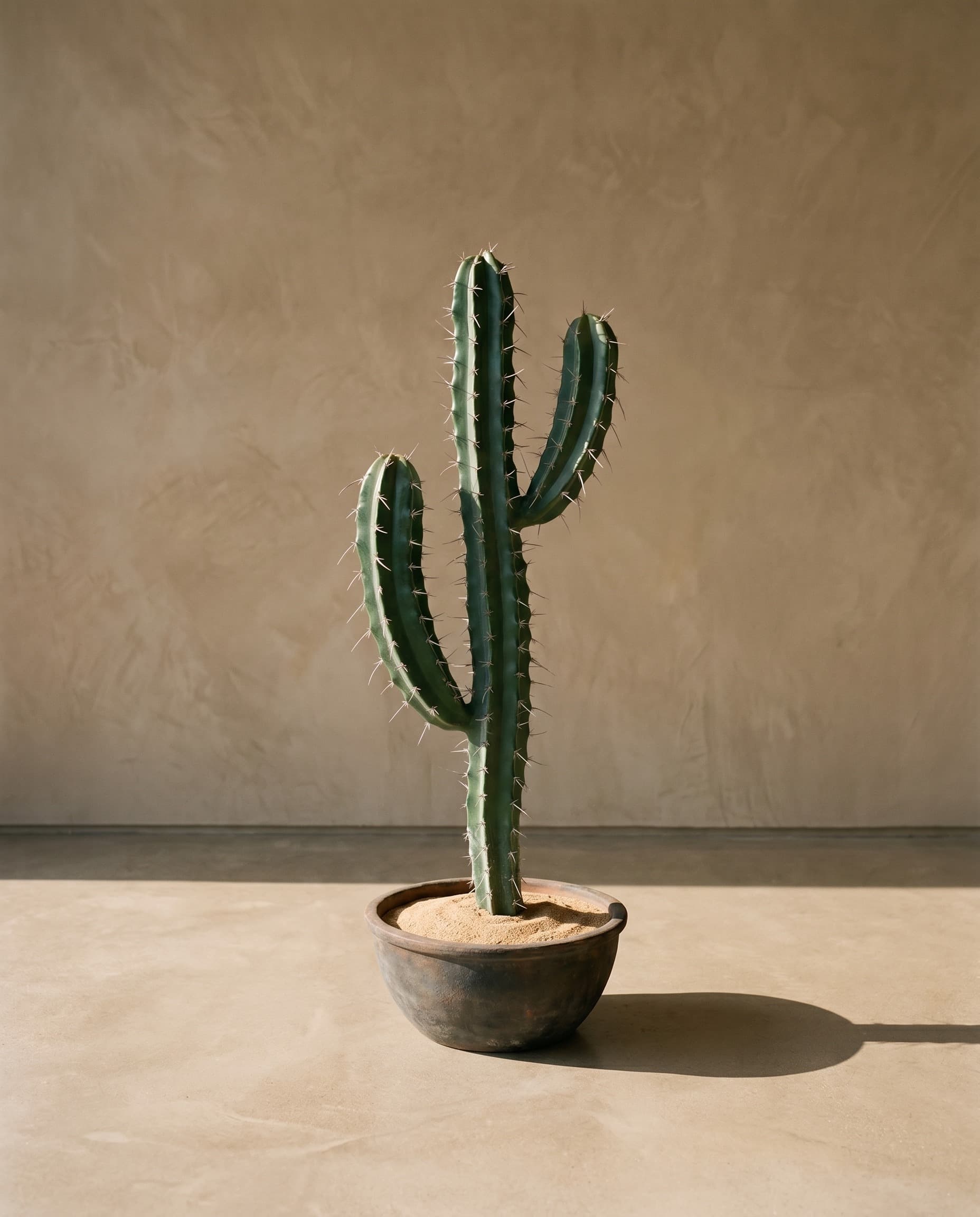 The Cactus · 1.01m