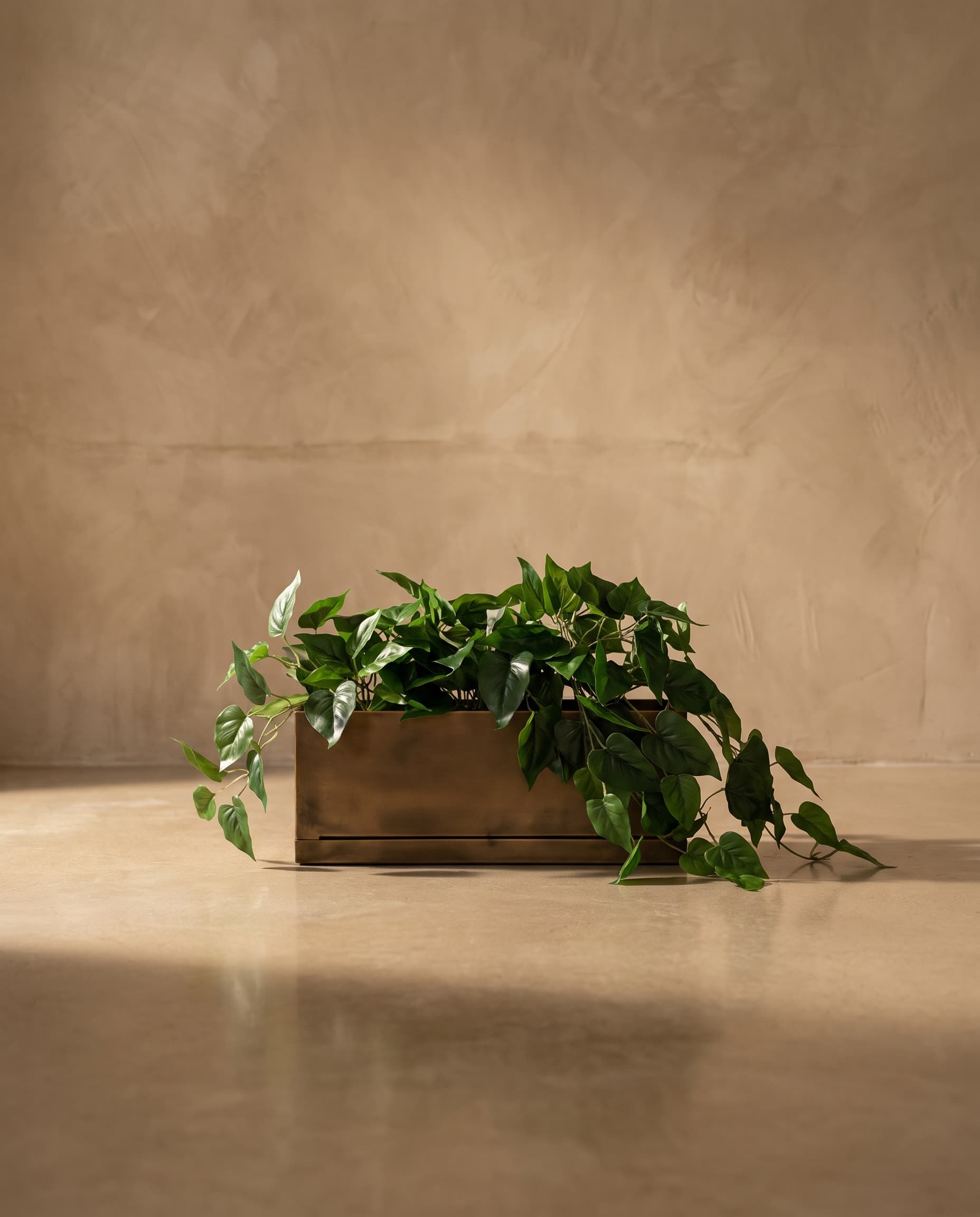 The Pothos bush · 70cm