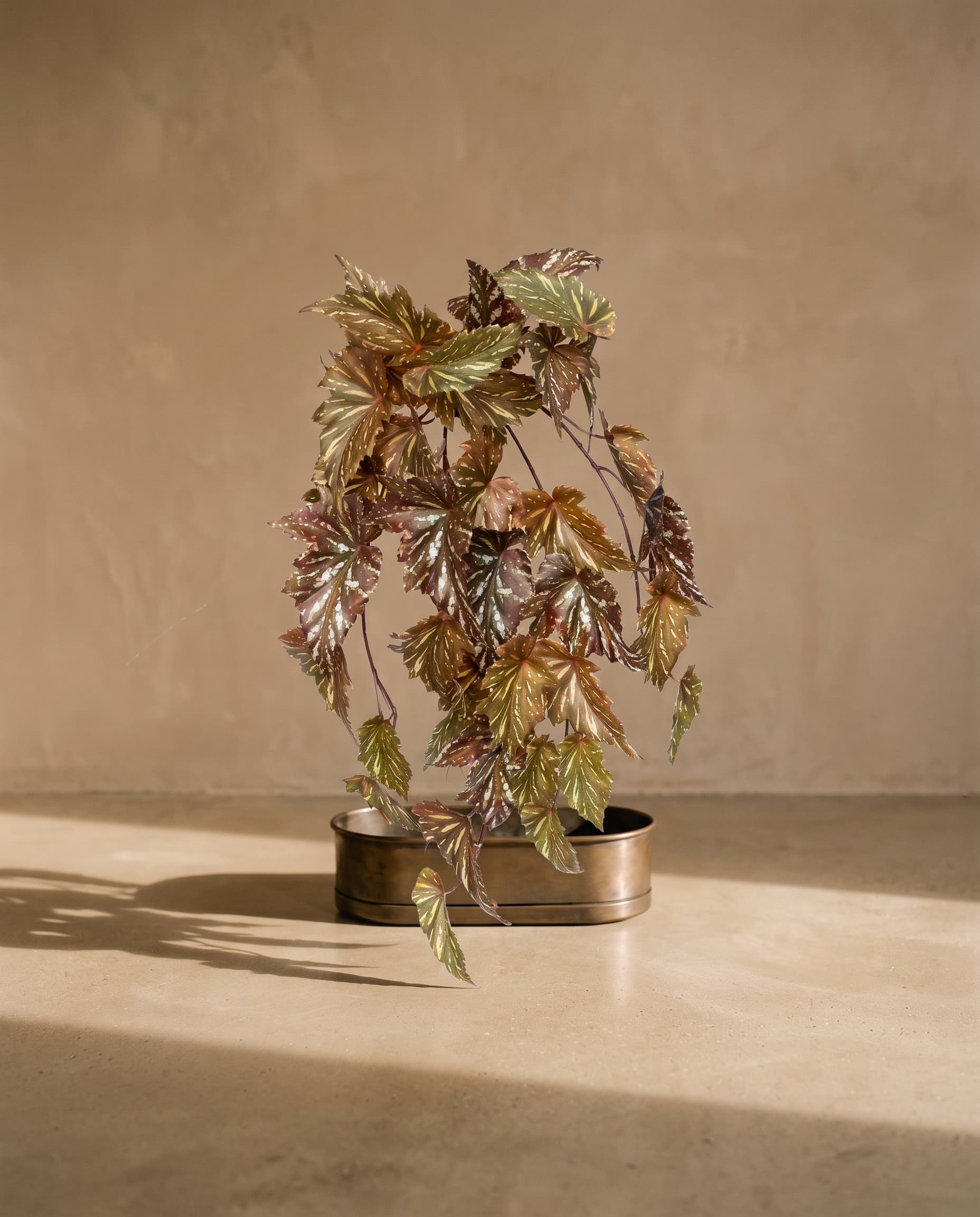 The Begonia Maculata hanging