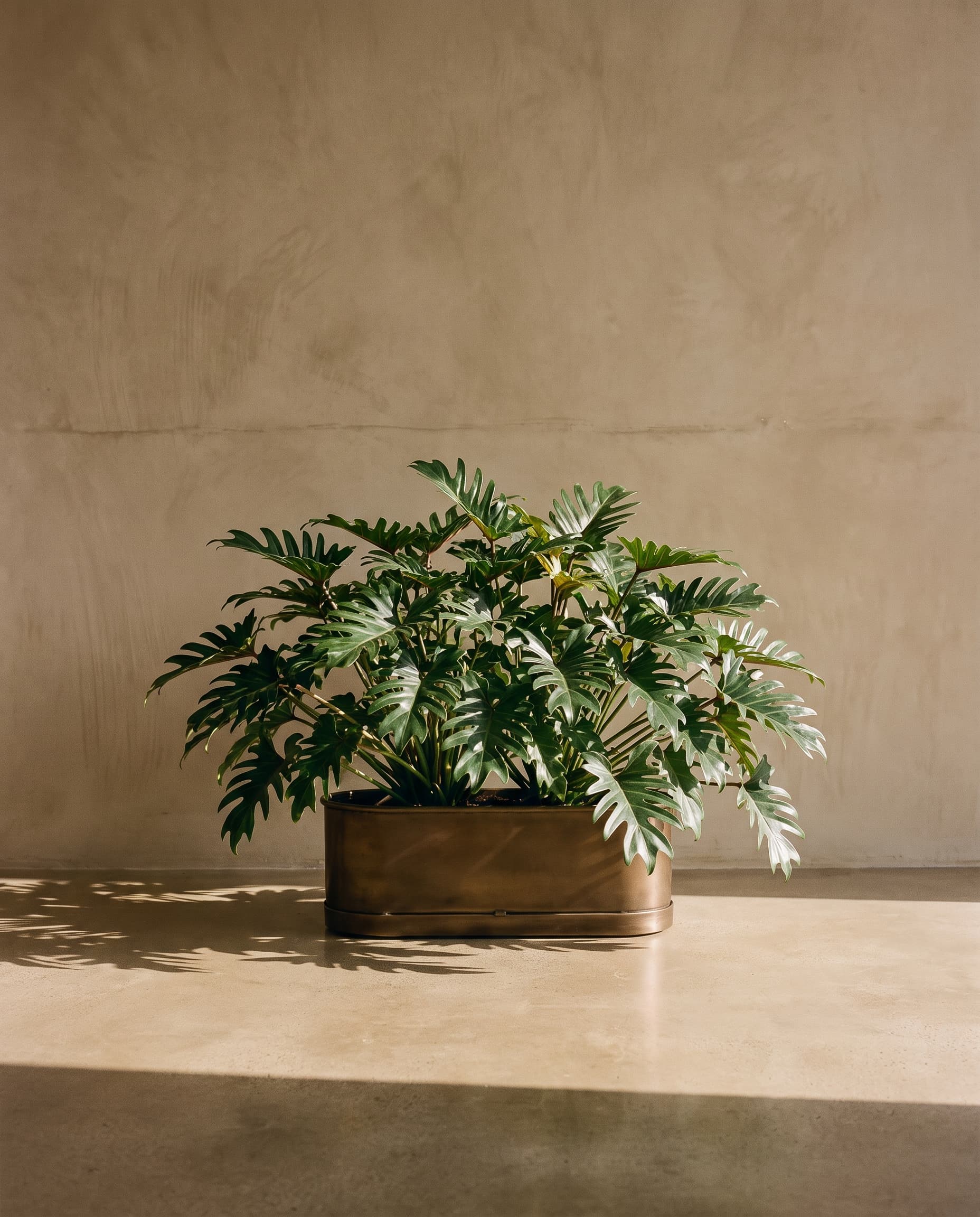 The Philodendron Xanadu bush