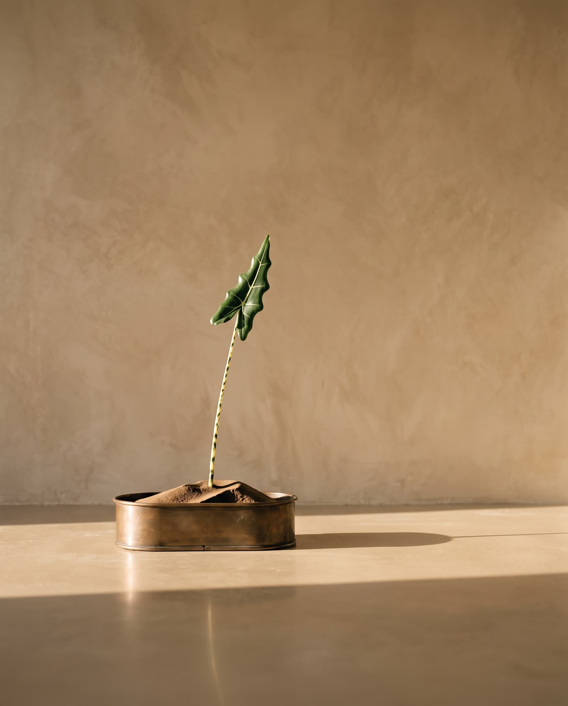 The Alocasia Frydek leaf · 85cm