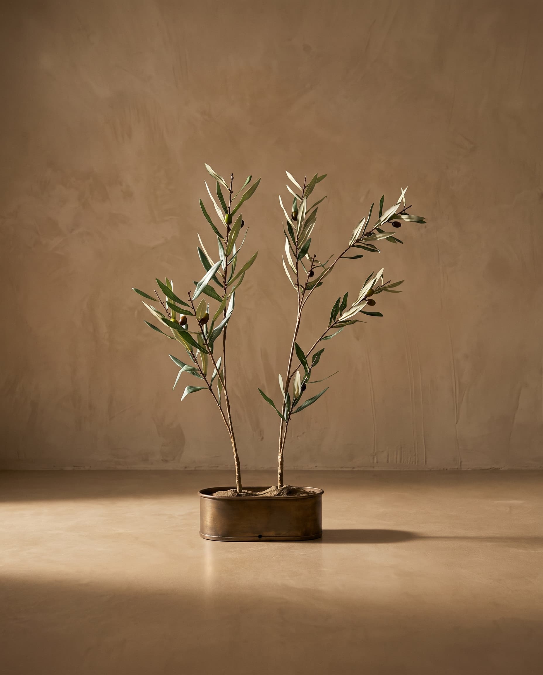 The Olive branch with fruits · 1.5m