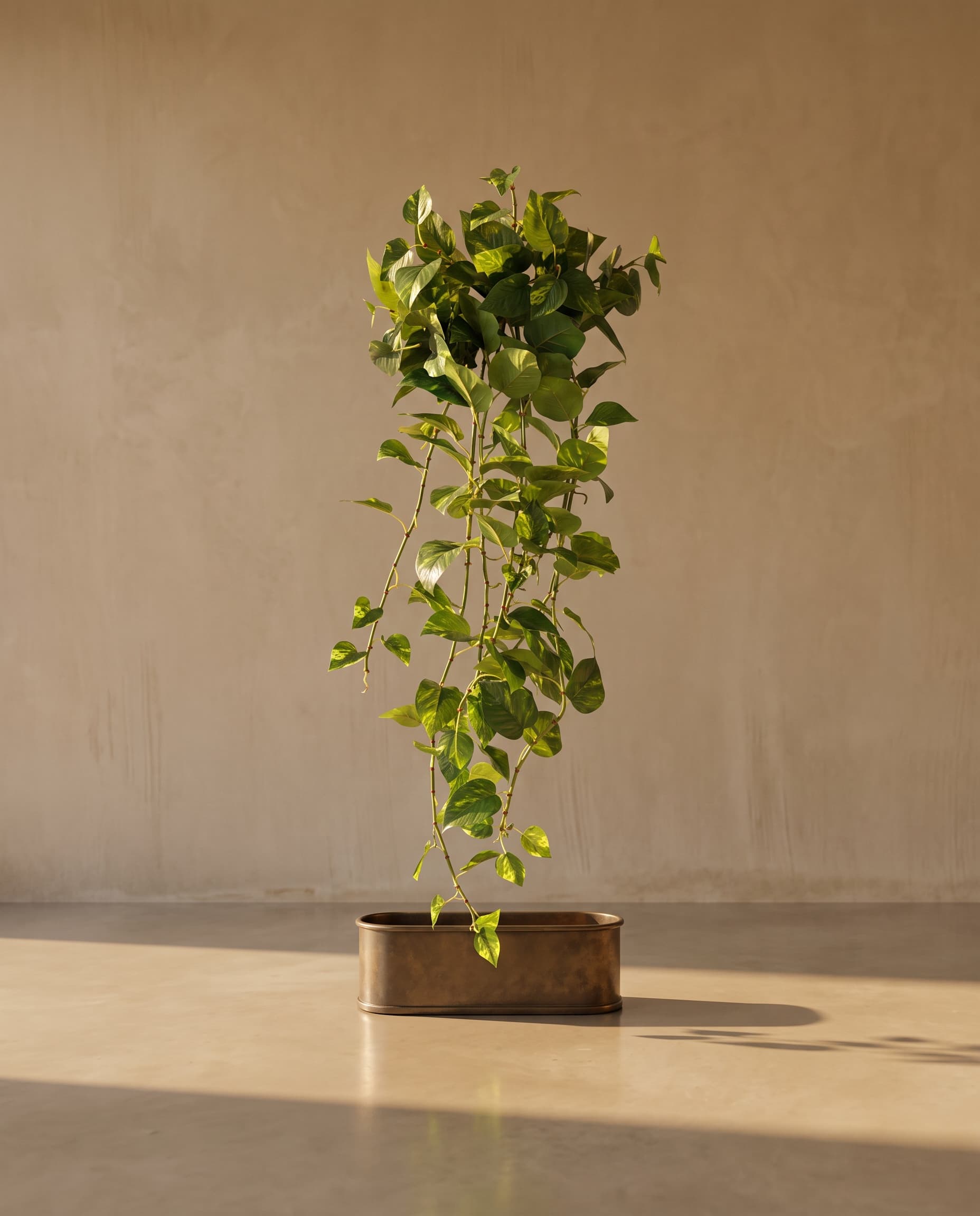 The Golden Pothos hanging bush (Epipremnum aureum)