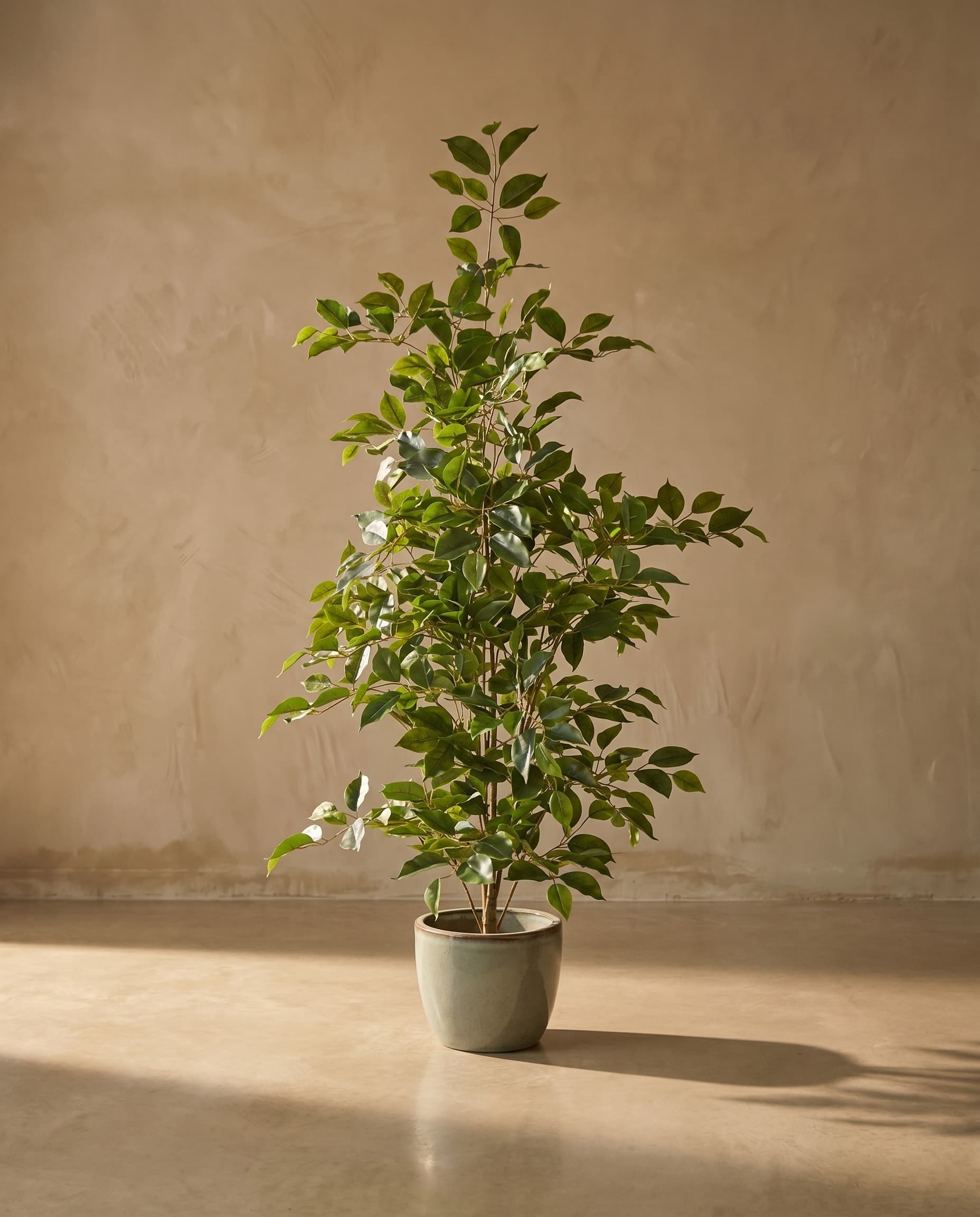 The Ficus · 1.2m