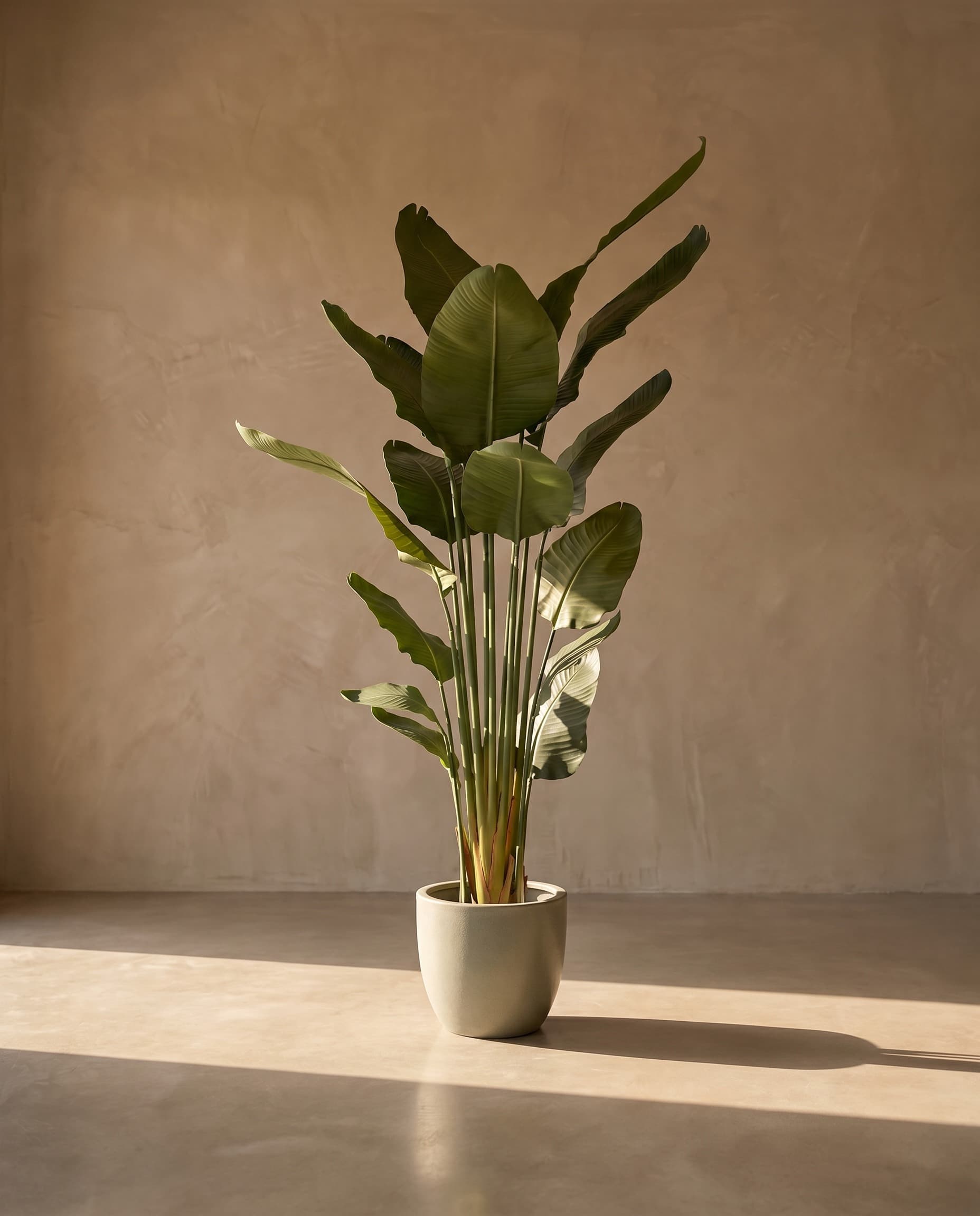 The Strelitzia Nicolai · 1.8m