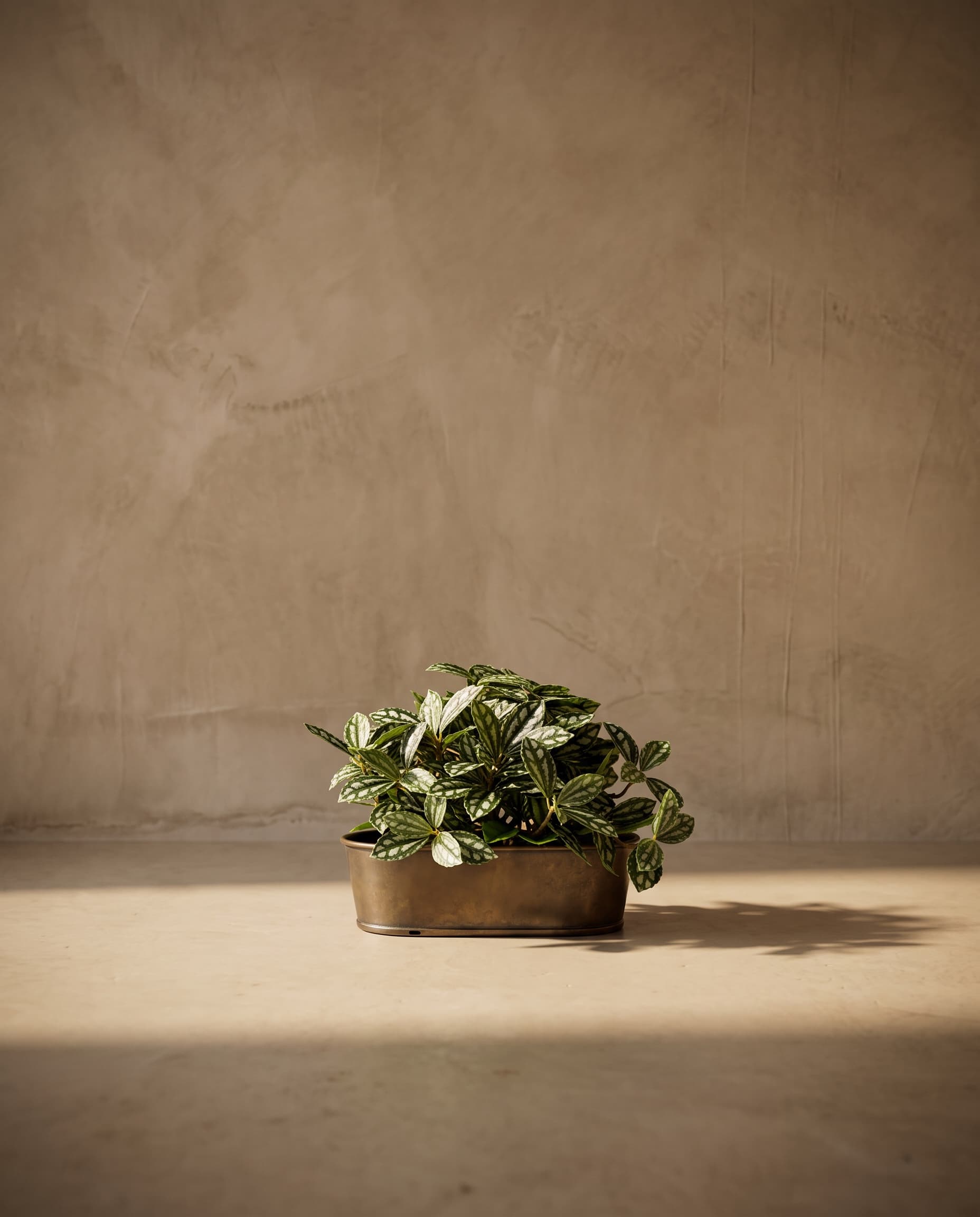 The Small-leaved Pilea bush