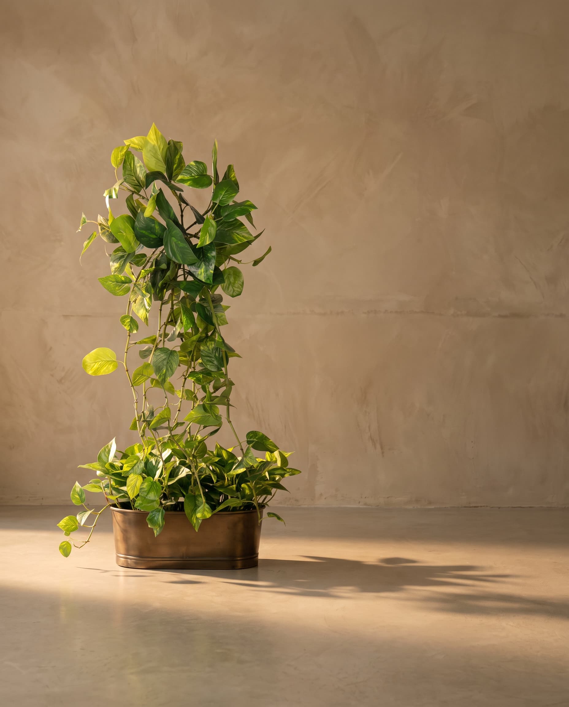 The Pothos hanging bush 48"