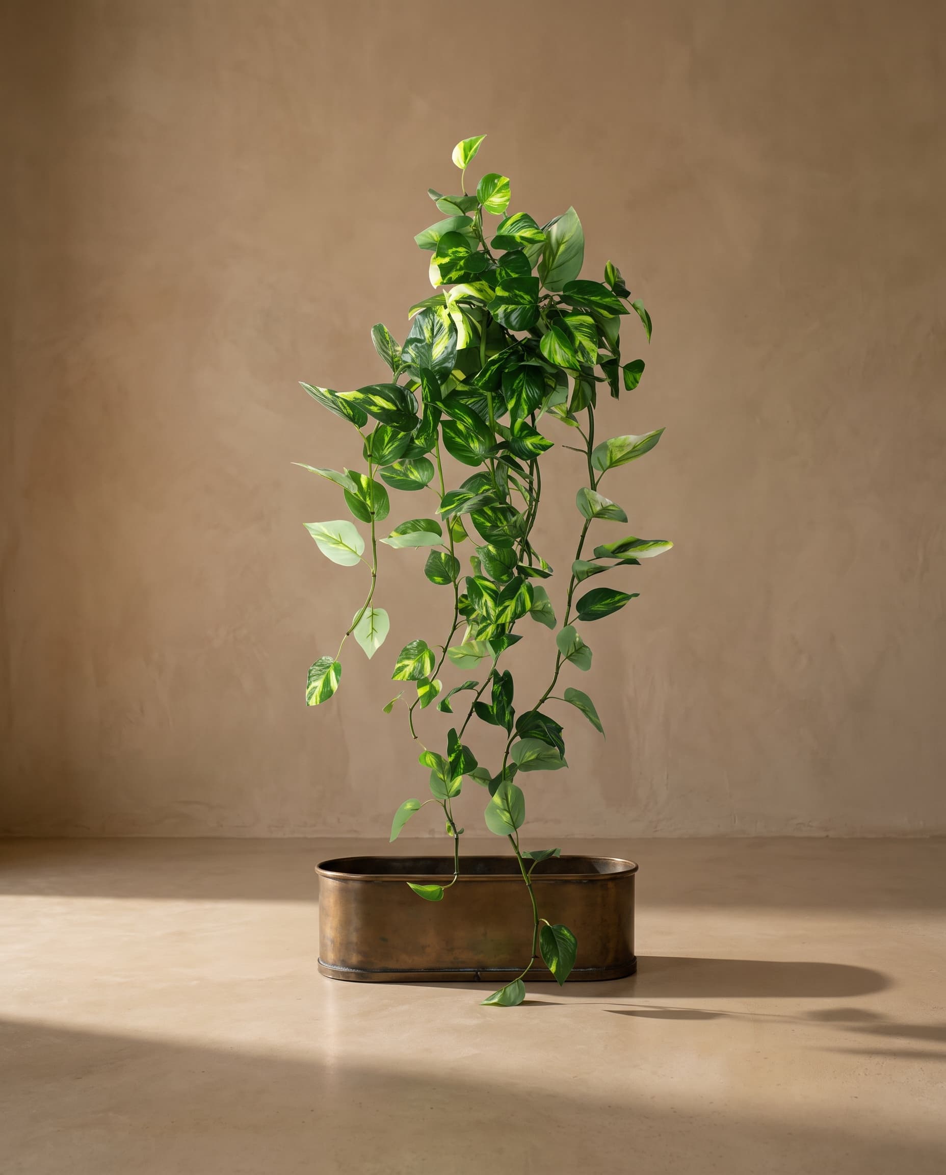 The Pothos hanging bush 46" with UV protection