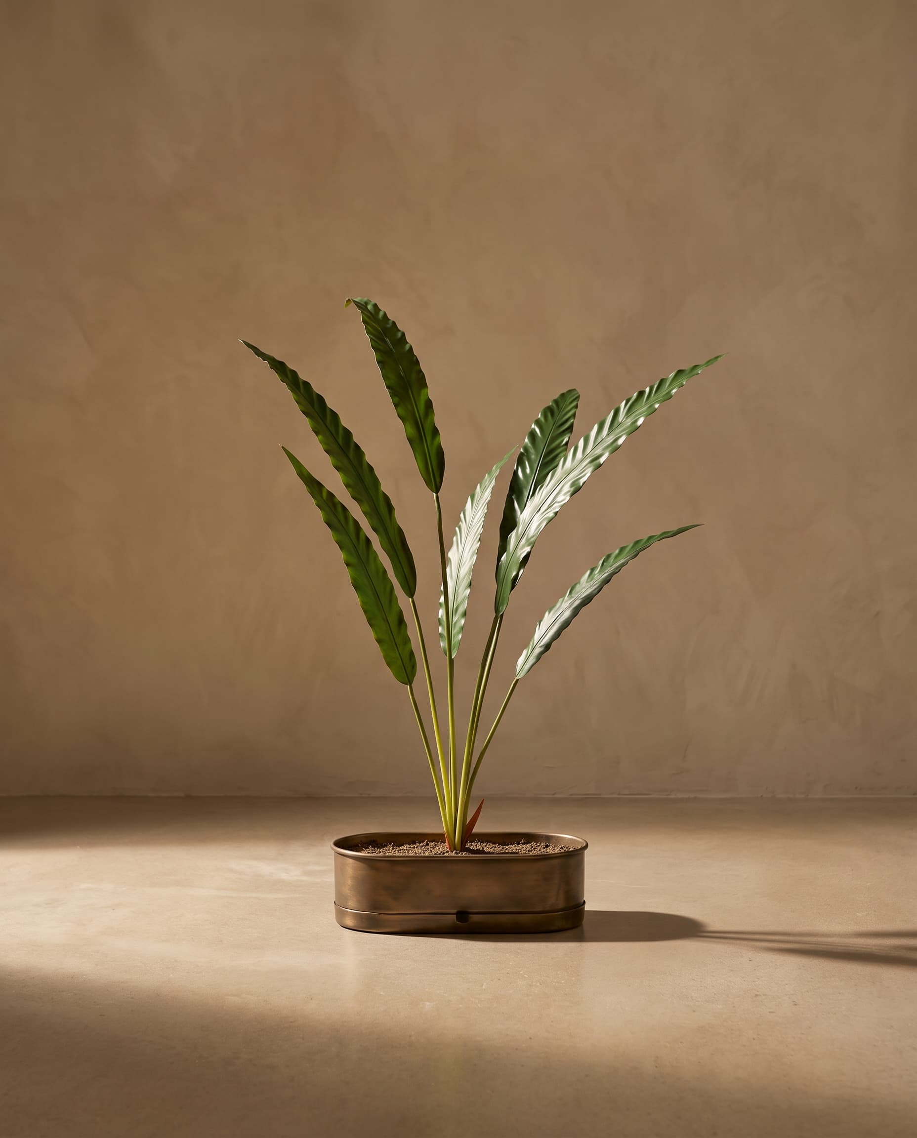 The Calathea rufibarba bush of 7 leaves
